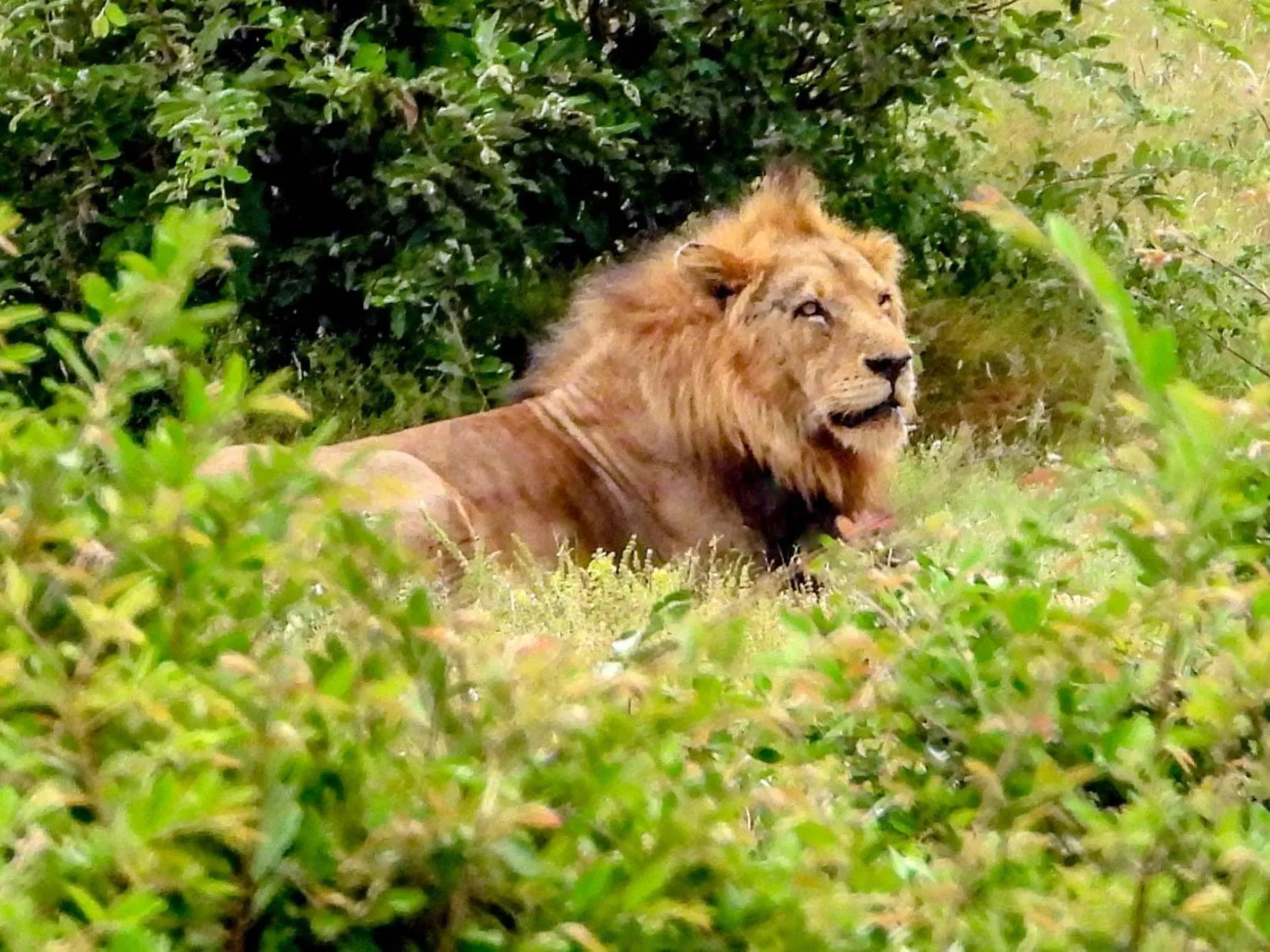 Animals in SleepOver Orpen Gate