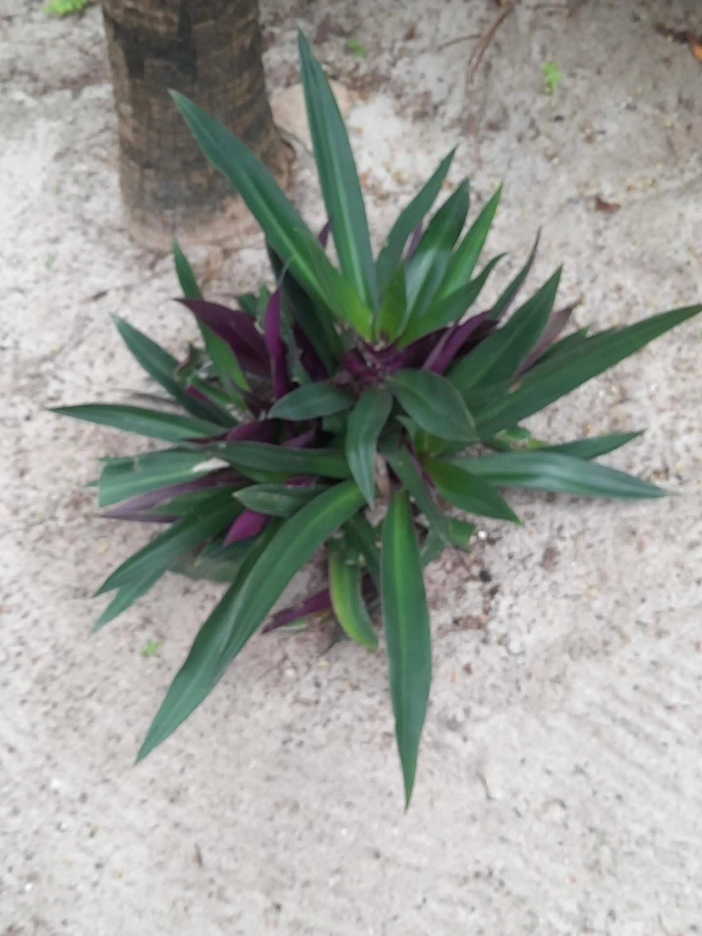 Property building in Pousada Lotus