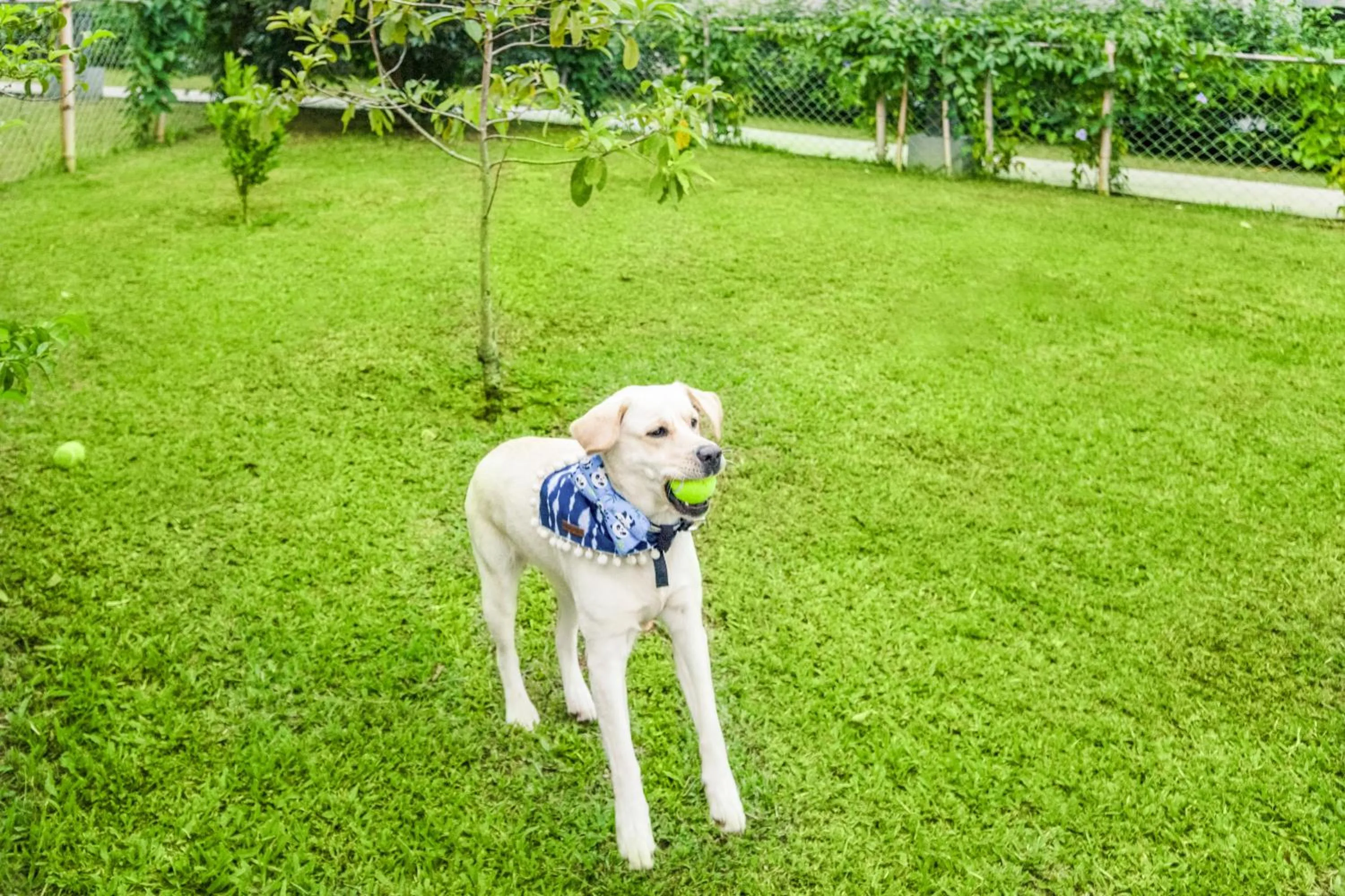 Pets in Aurika, Coorg Luxury by Lemon Tree Hotels