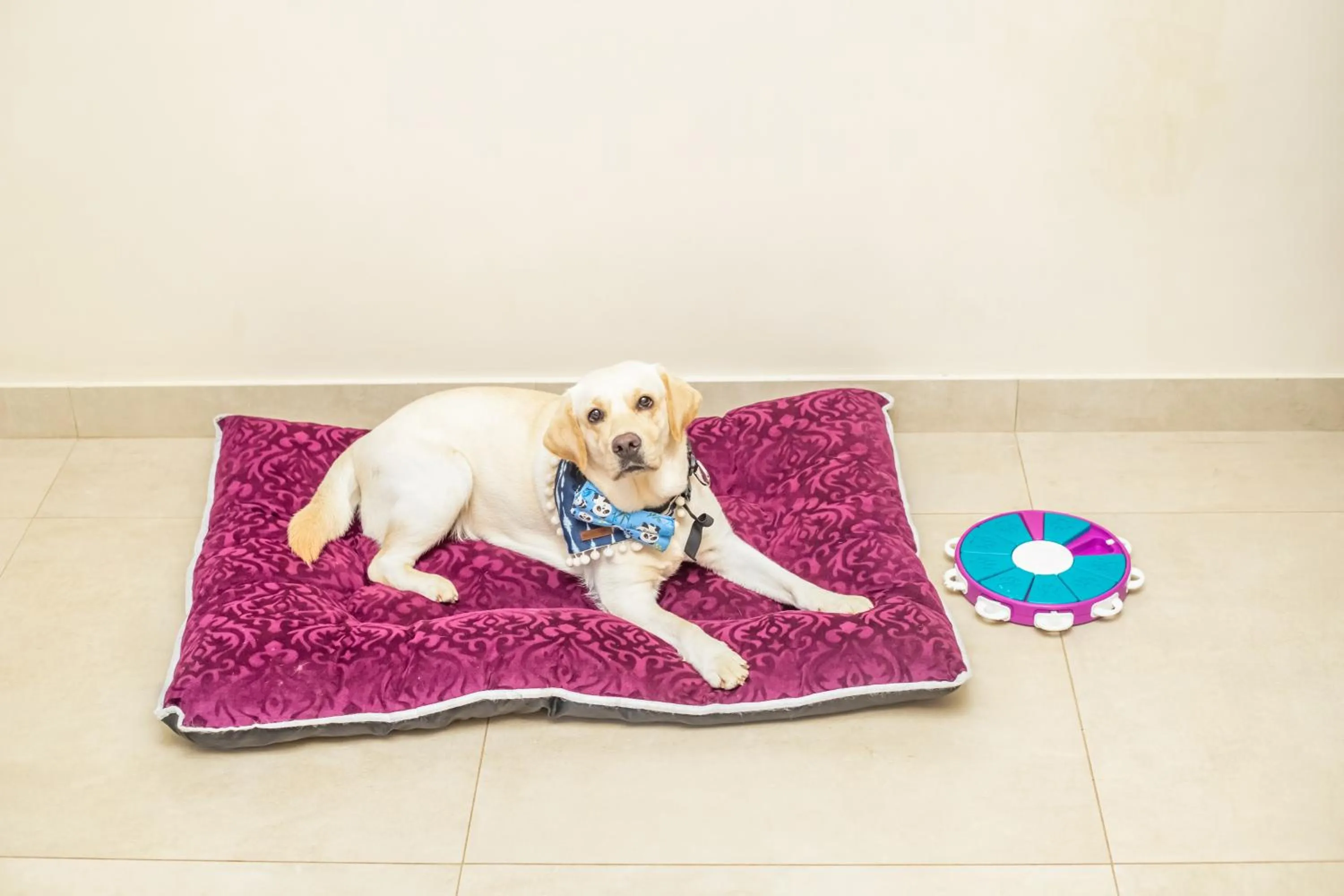 Pets in Aurika, Coorg Luxury by Lemon Tree Hotels