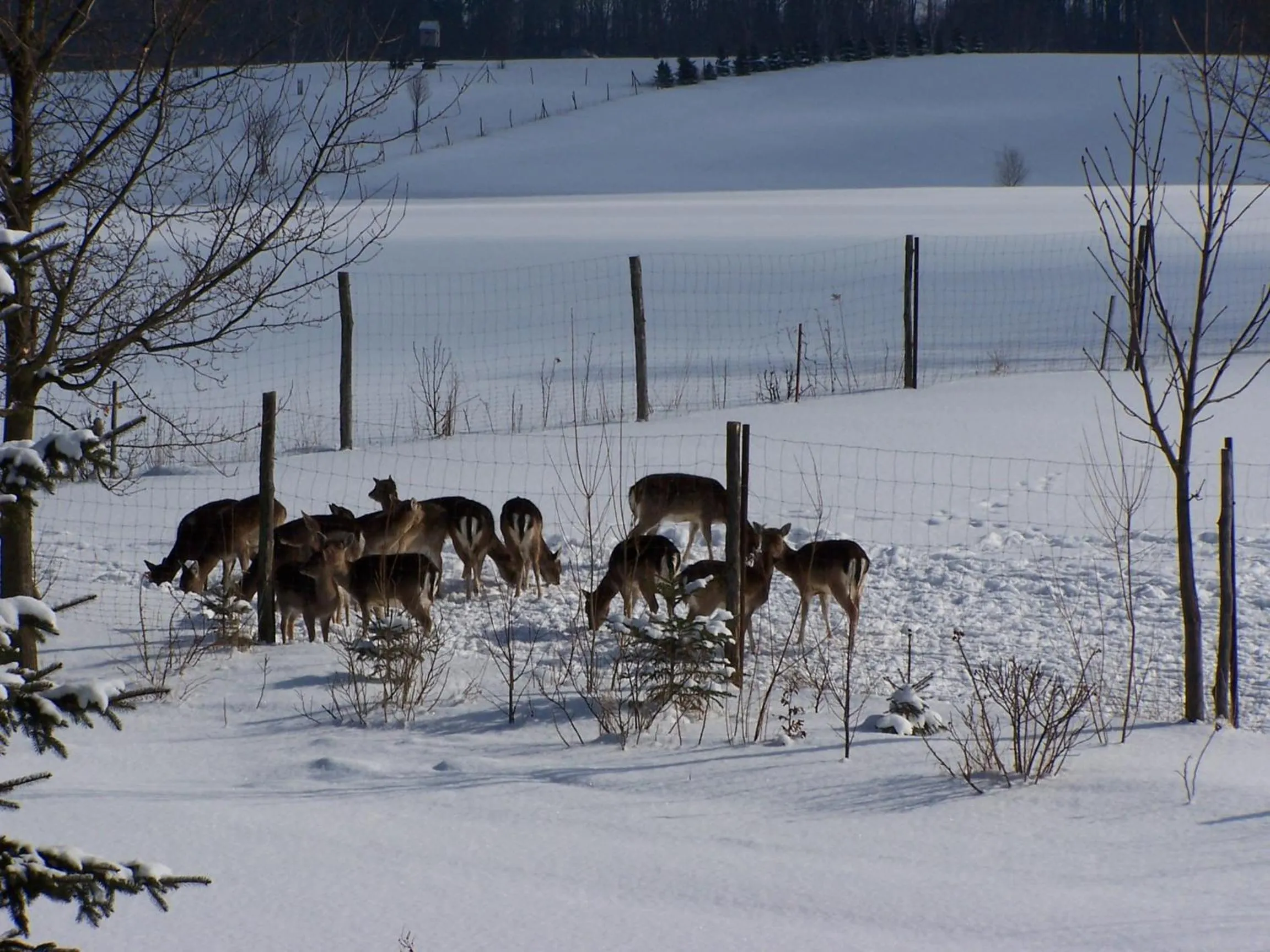 Animals in Hotel Abendroth