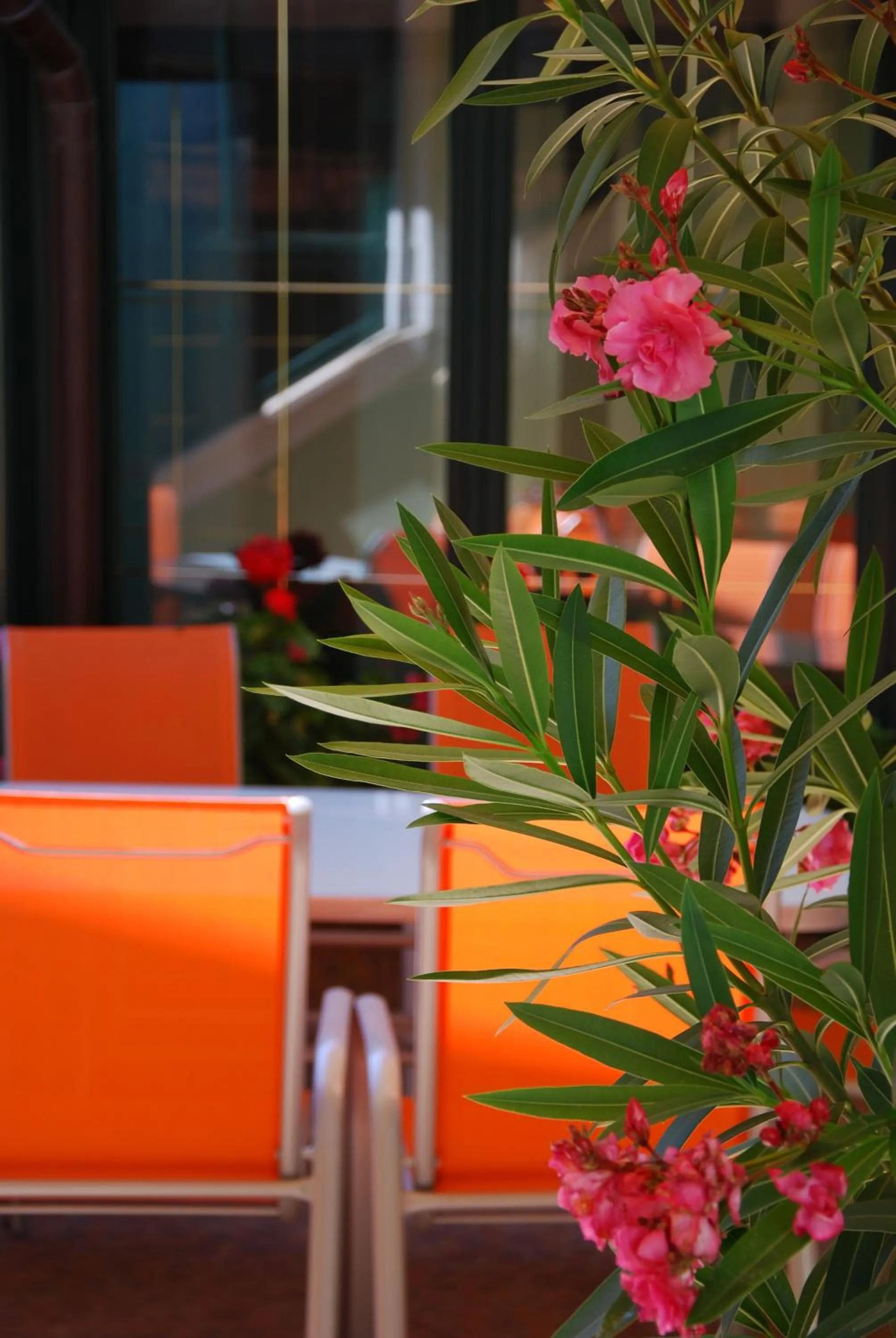 Balcony/Terrace in Bacchus Panzió