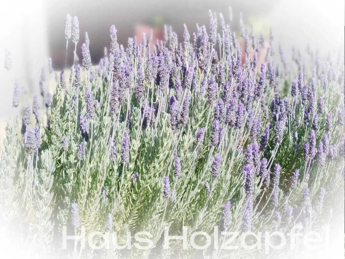 Garden in Haus Holzapfel