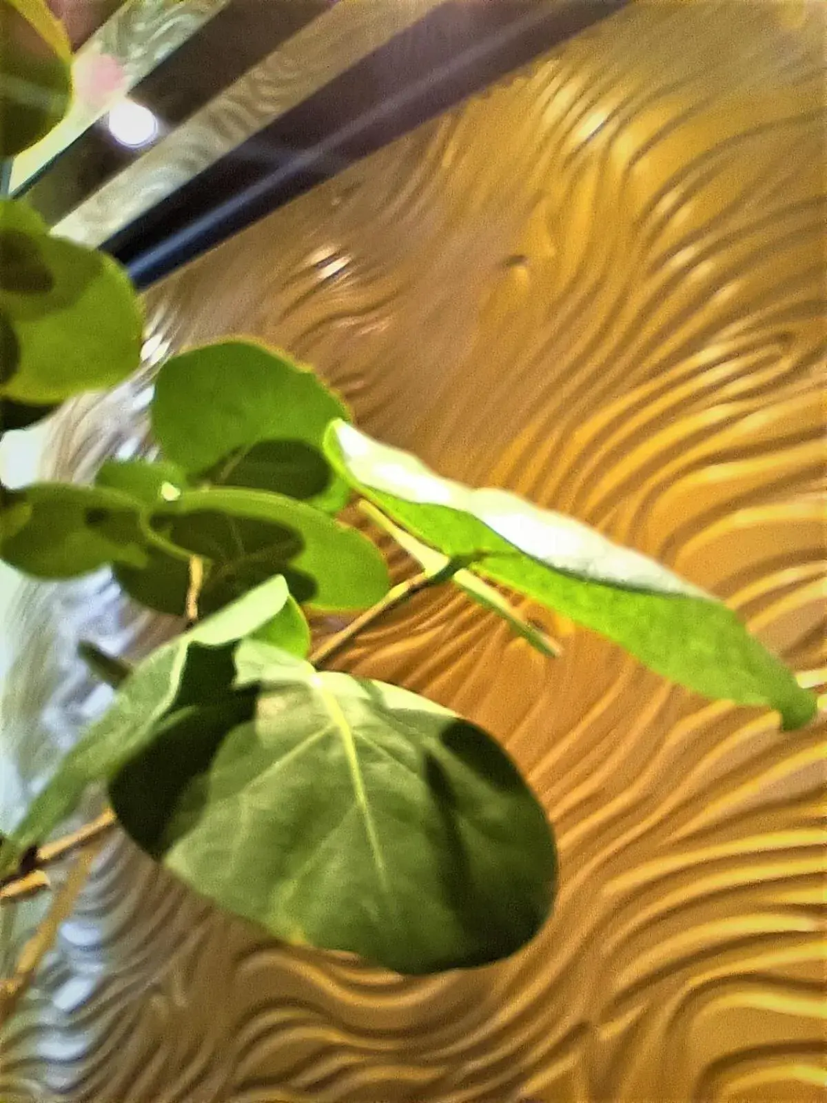 Lobby or reception in Well Garden Hotel Lobby or reception in Well Garden Hotel