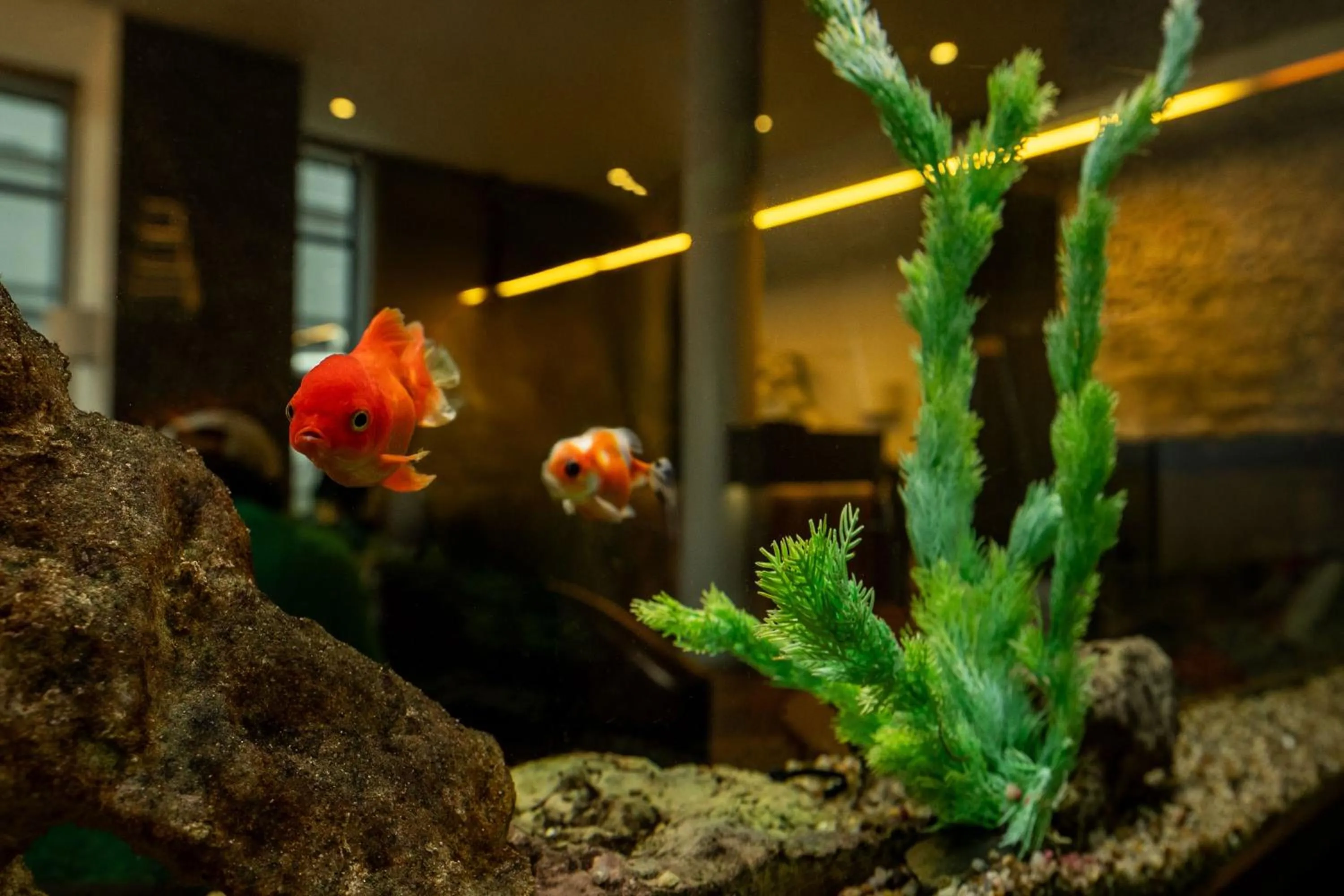 Lobby or reception in Wellton Centrum Hotel & SPA