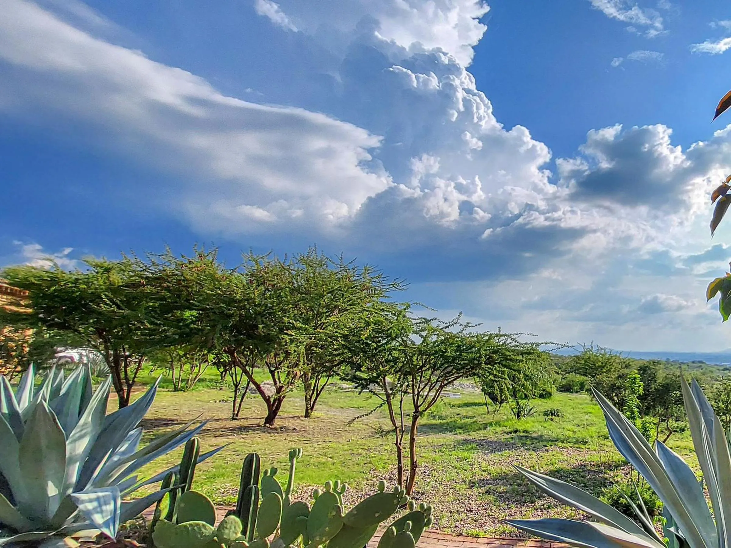 Garden in ZenZontle GlampingSMA