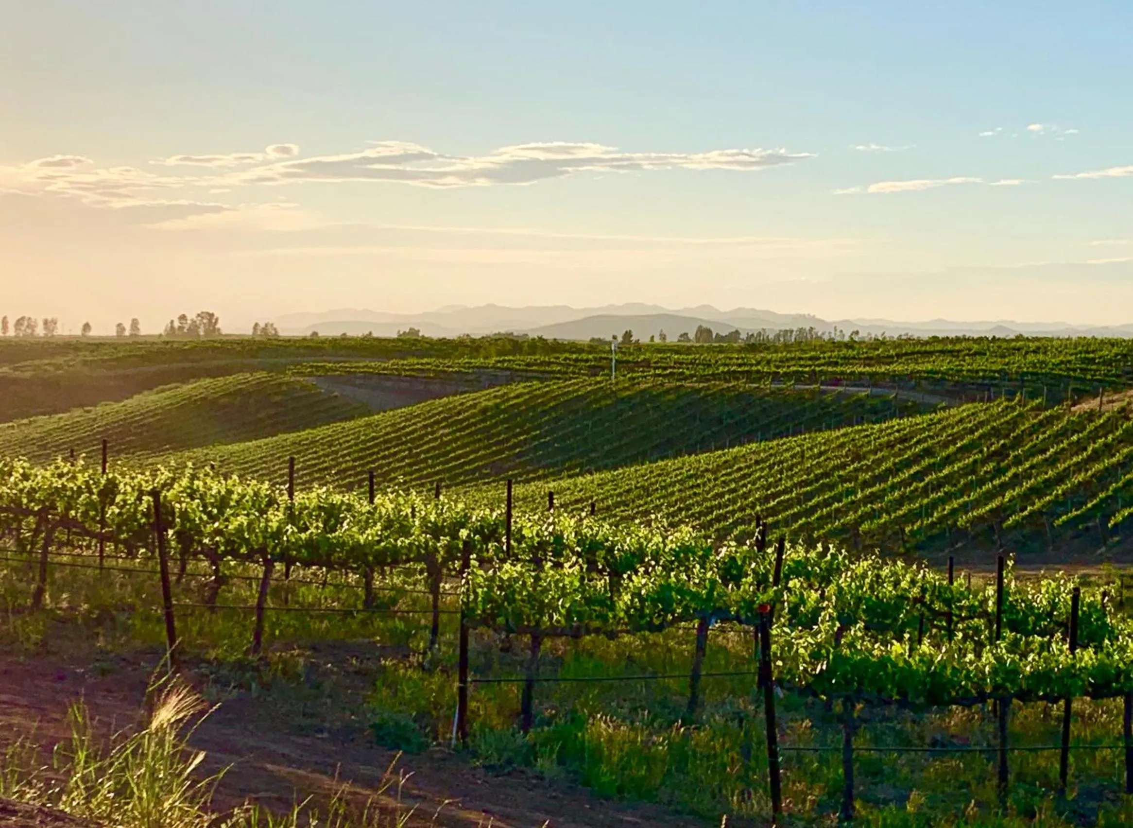 Garden in Domaine Chardonnay