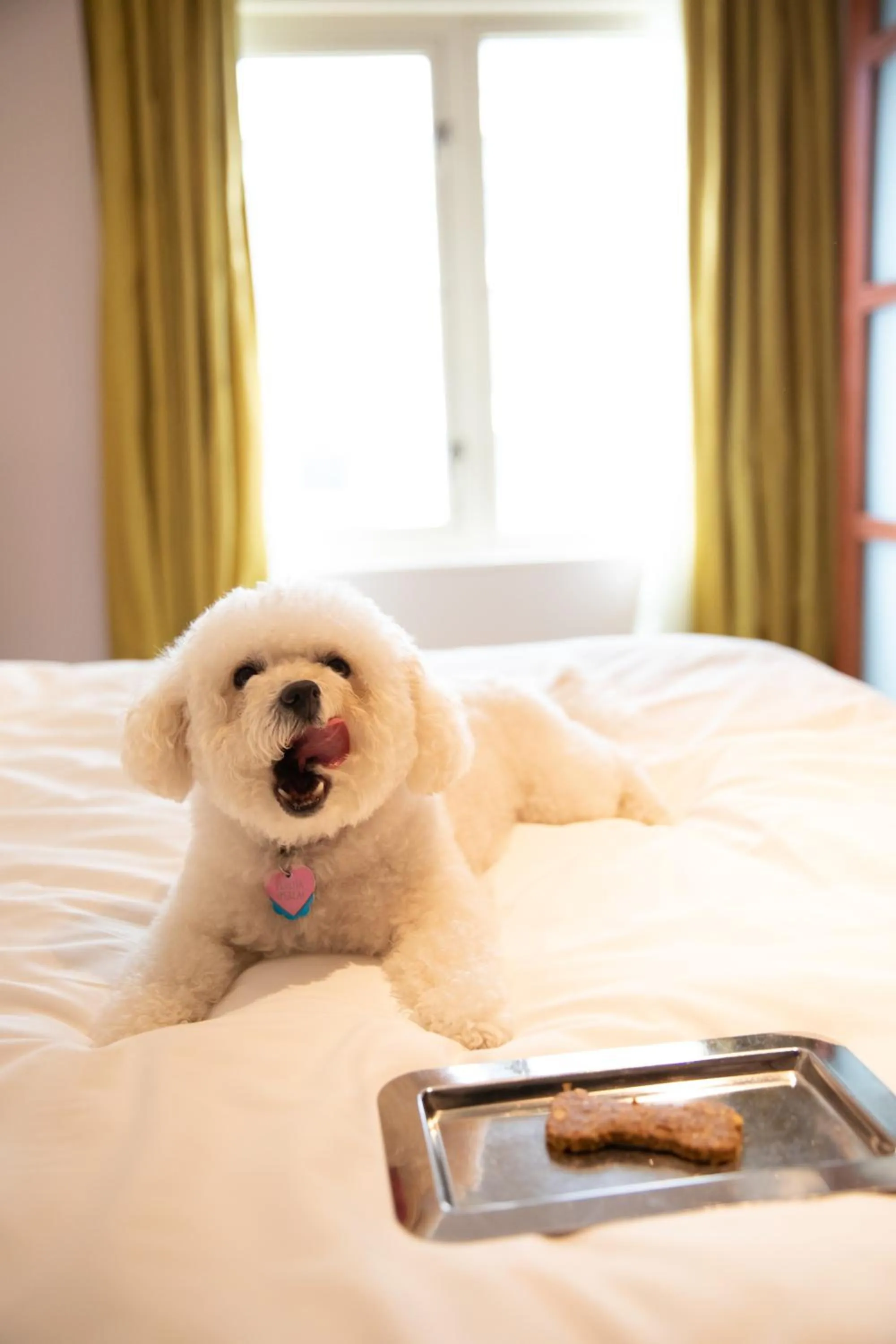 Pets, Bed in Taj Campton Place