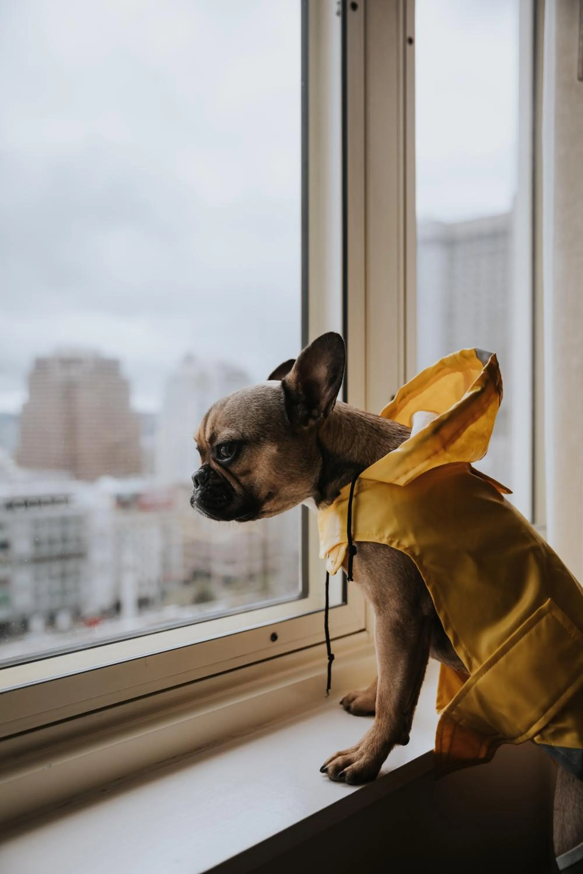 Pets in Taj Campton Place