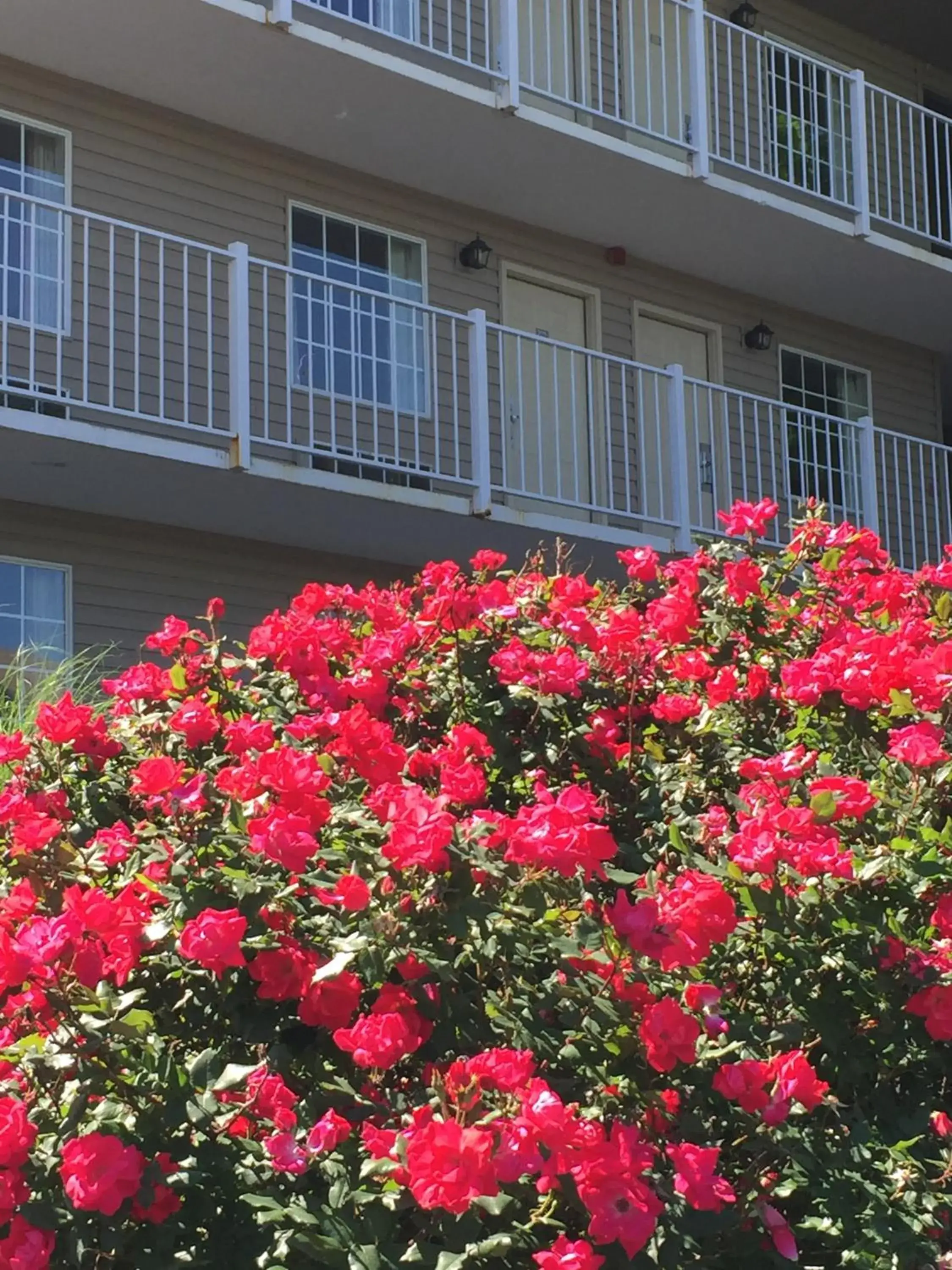 Property building in Gazebo Inn Property building in Gazebo Inn