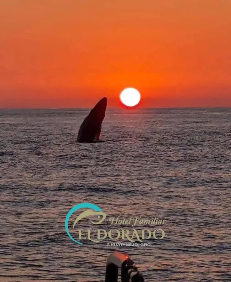 Hotel Familiar El Dorado