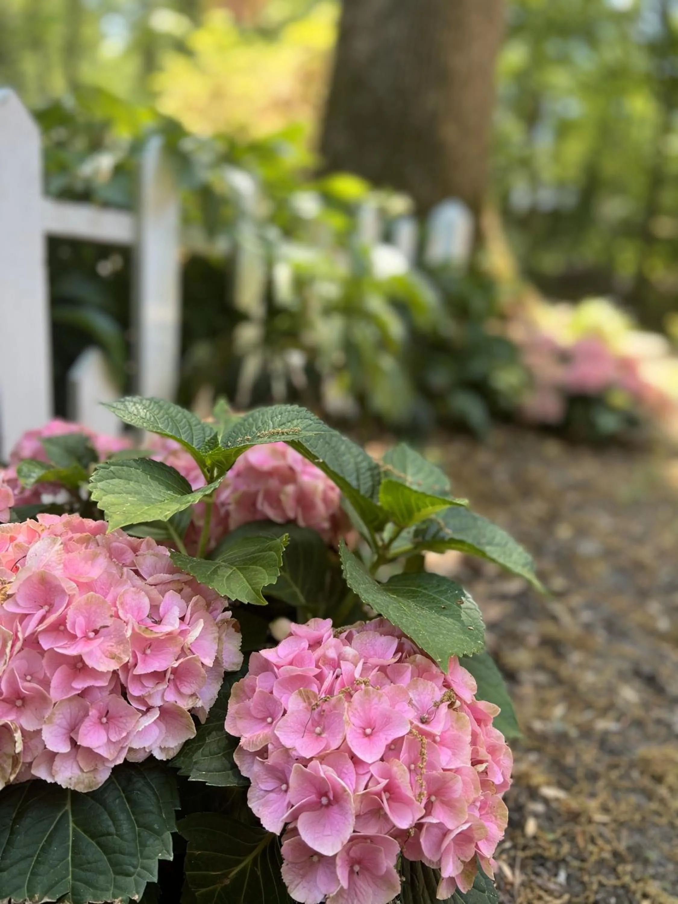 View (from property/room) in Colonial Gardens B & B