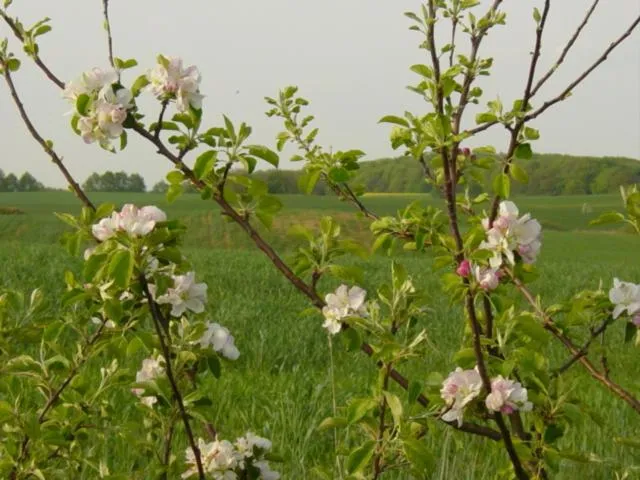 Natural landscape in Seeresidenz Klink
