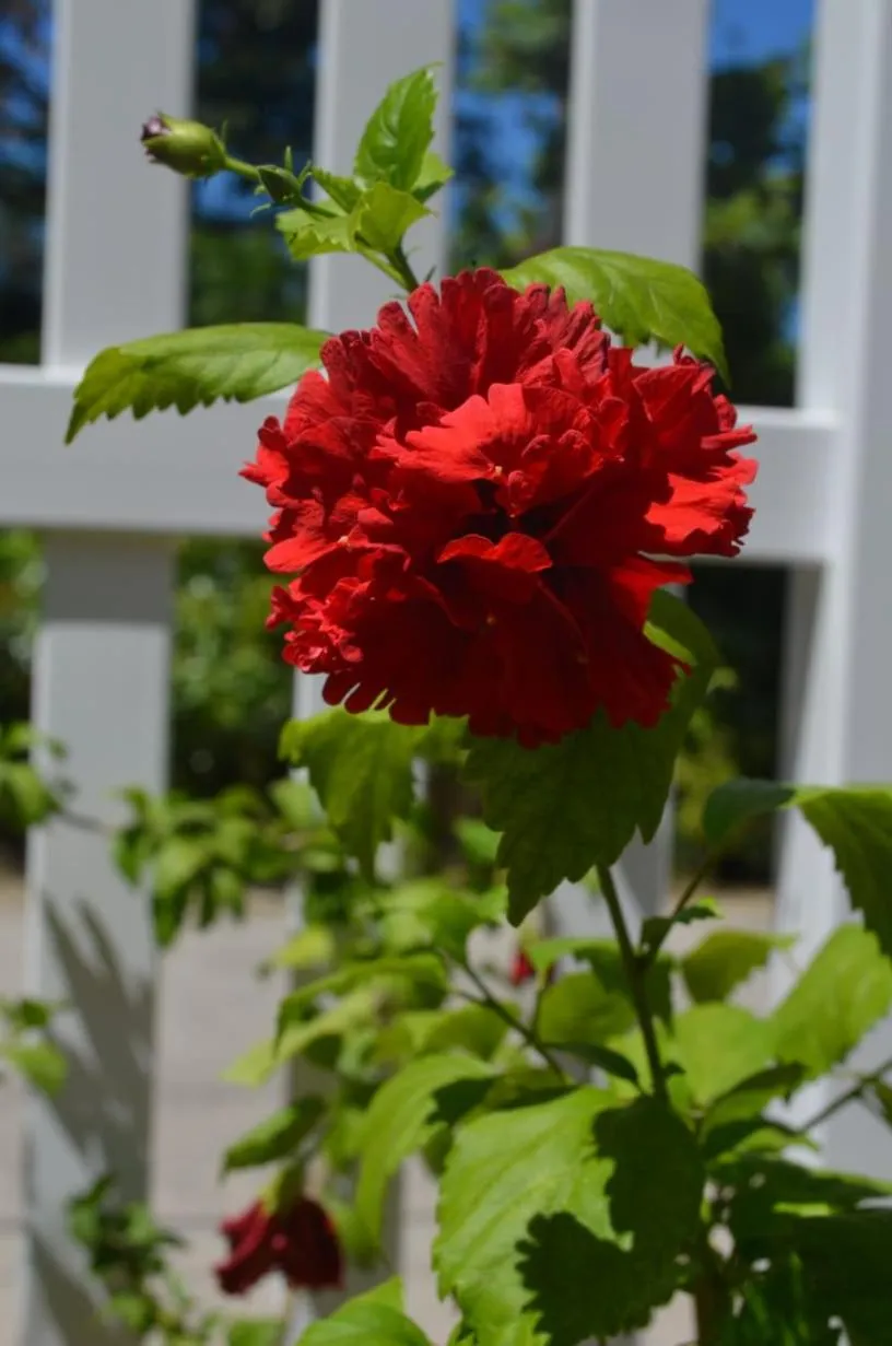 Rising Sun Guesthouse