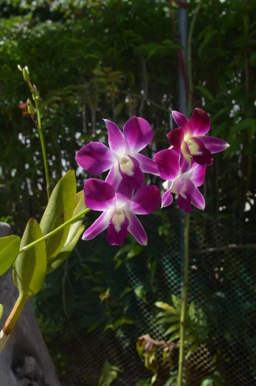 Rising Sun Guesthouse