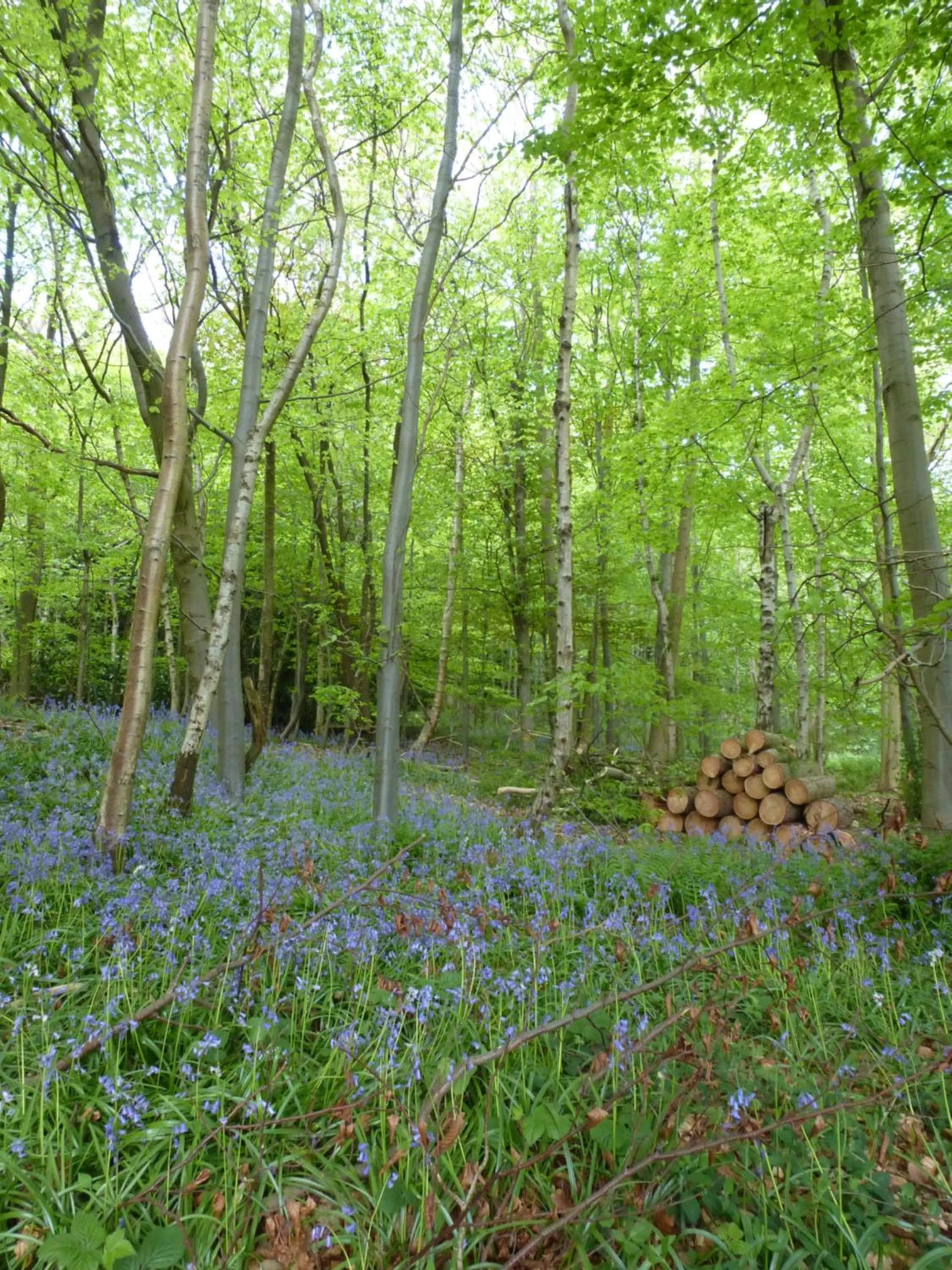 Garden in Accommodation at Salomons Estate