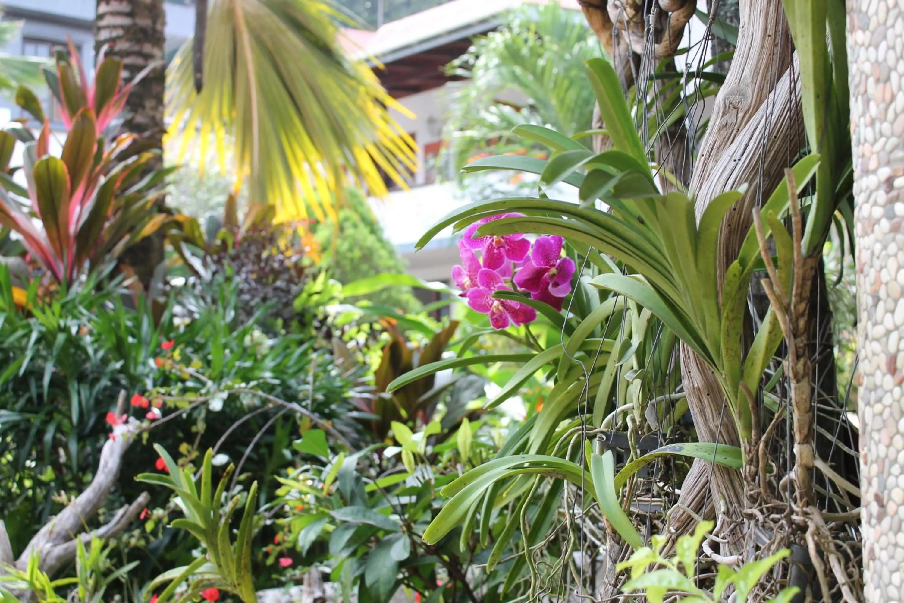 Garden in Hotel Chateau St Cloud