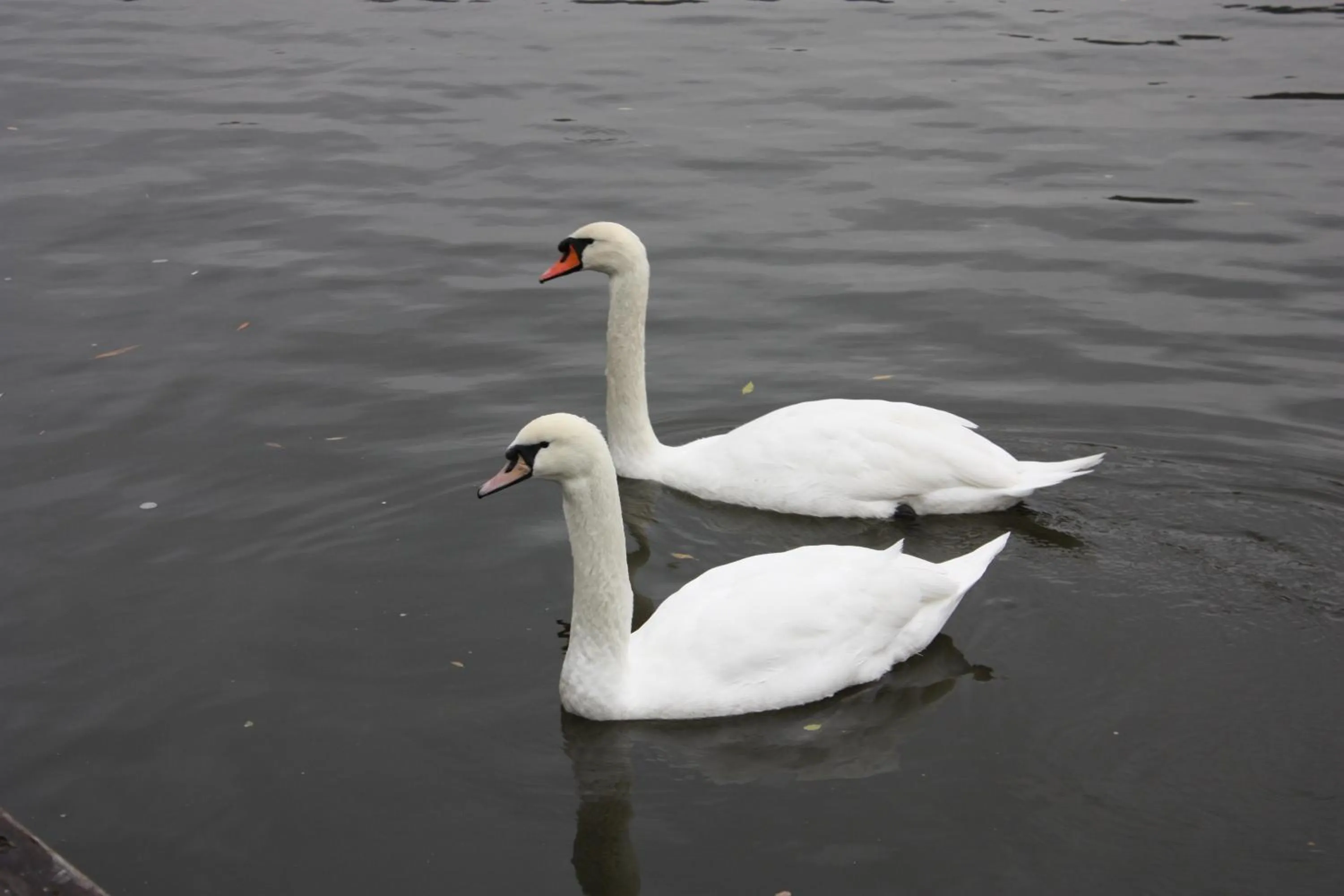 Animals in Botel Racek