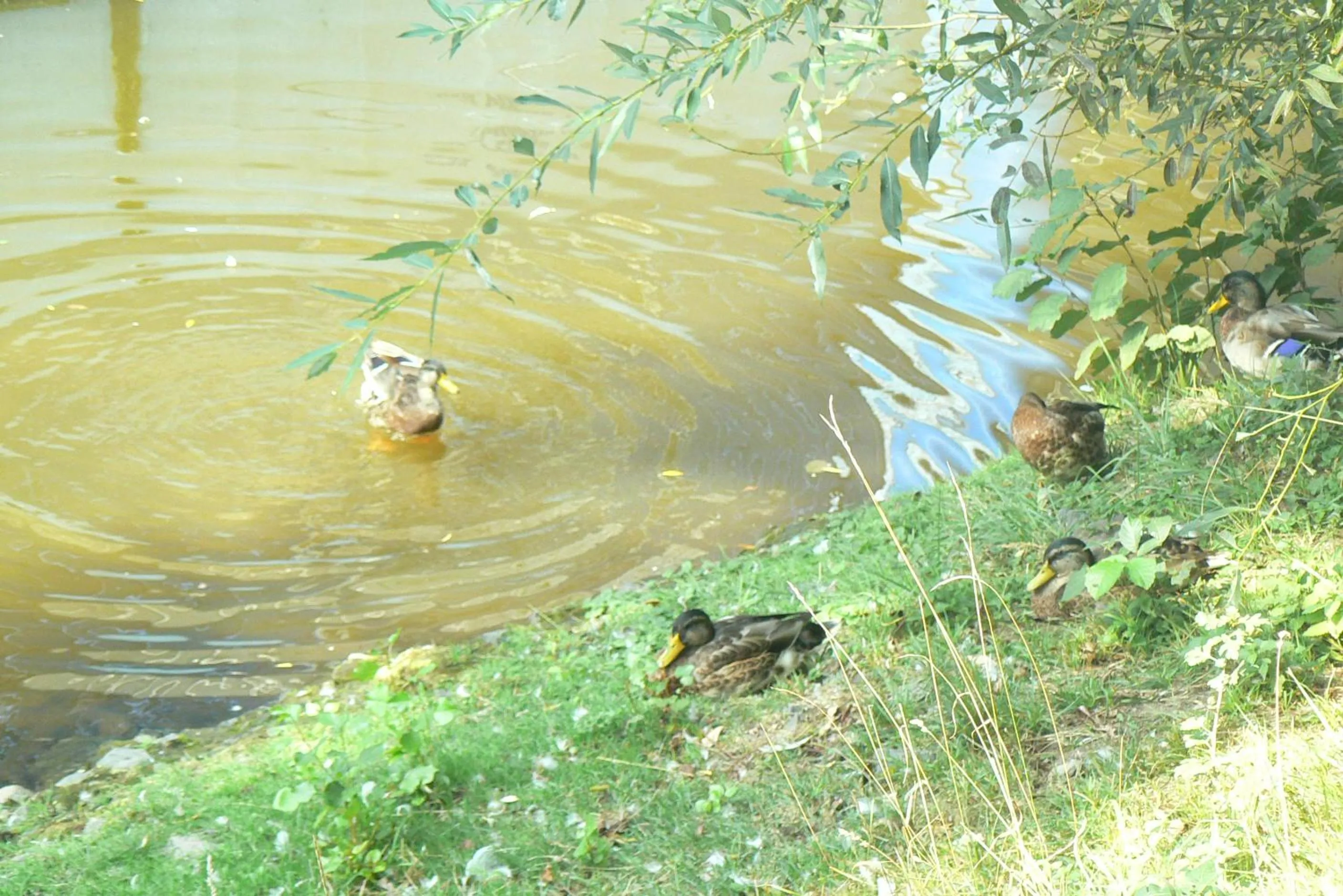 Animals in Botel Racek