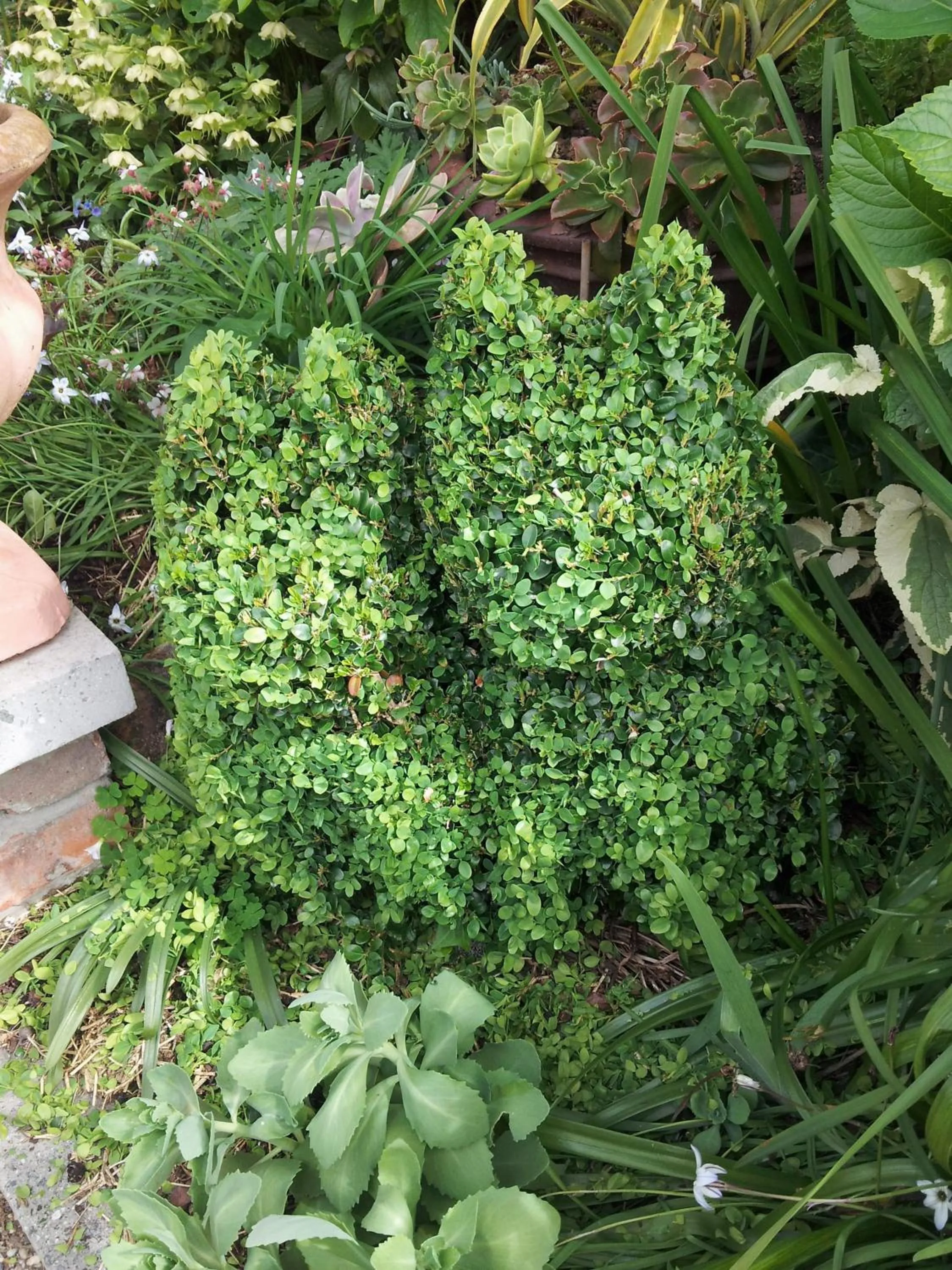 Garden in Topiary Haven
