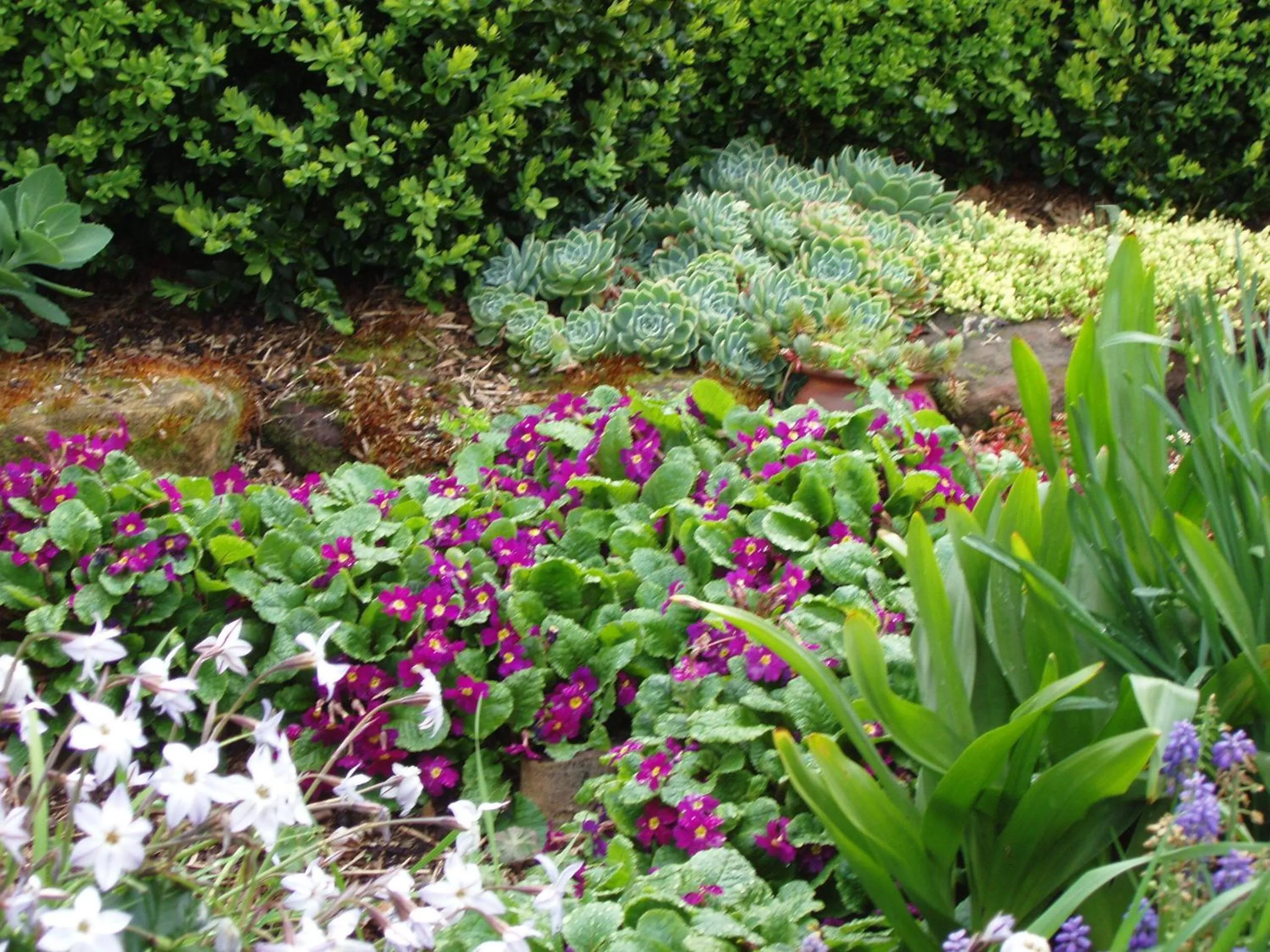 Garden in Topiary Haven