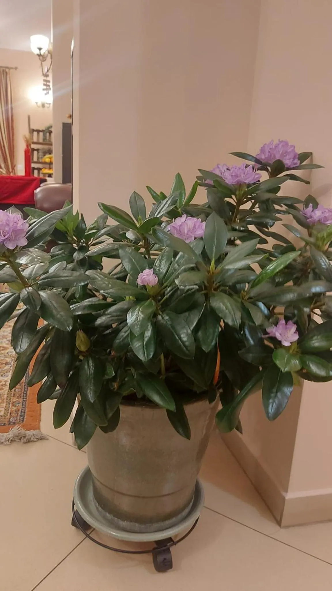 Communal lounge/ TV room in Pensiunea Toscana