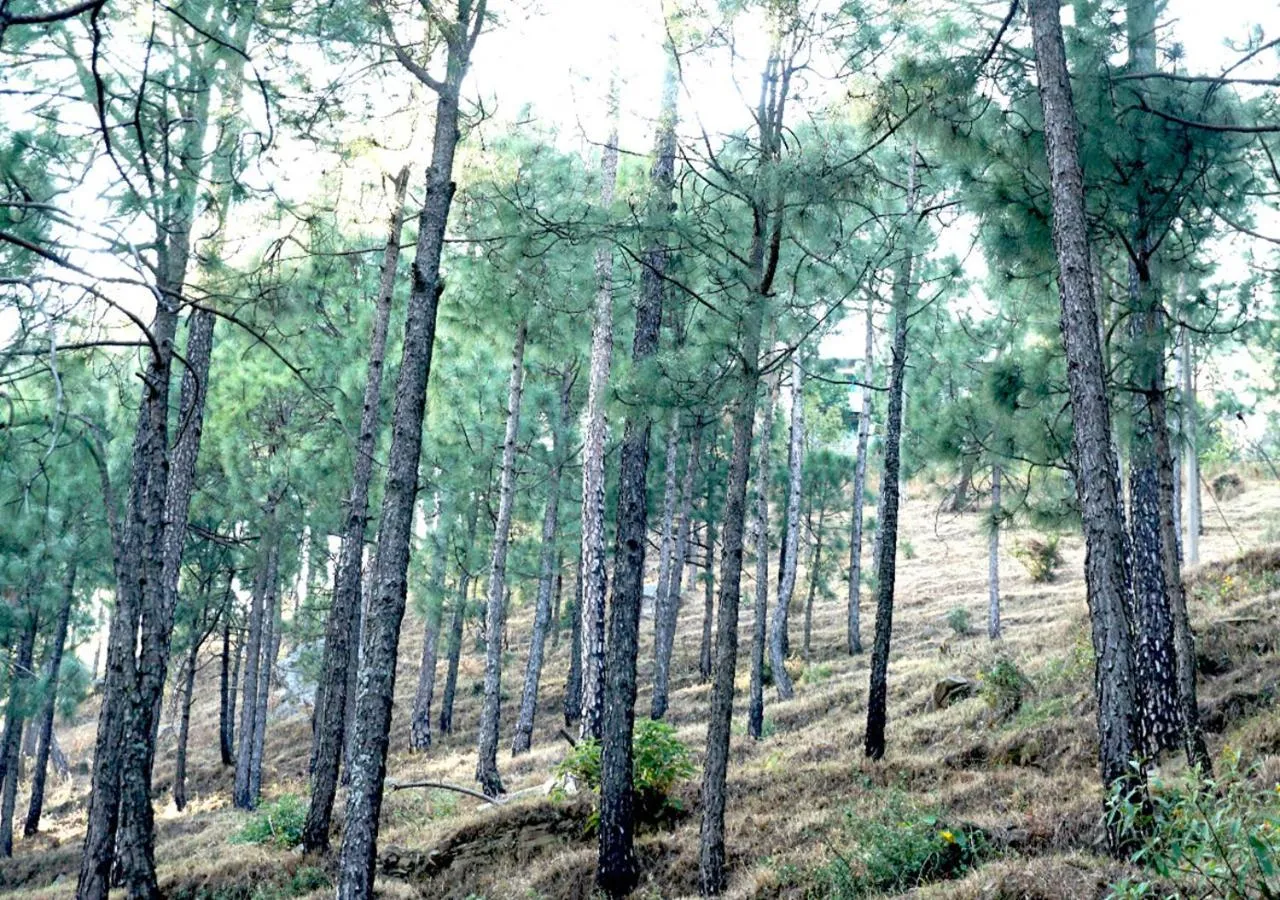 Natural landscape in Hotel Sanawar View