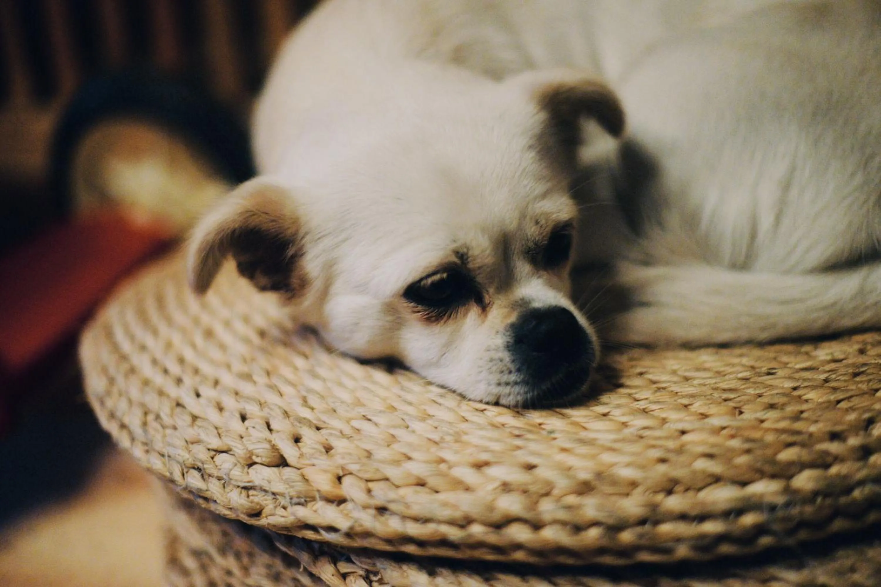 Pets in Harbin North International Youth Hostel