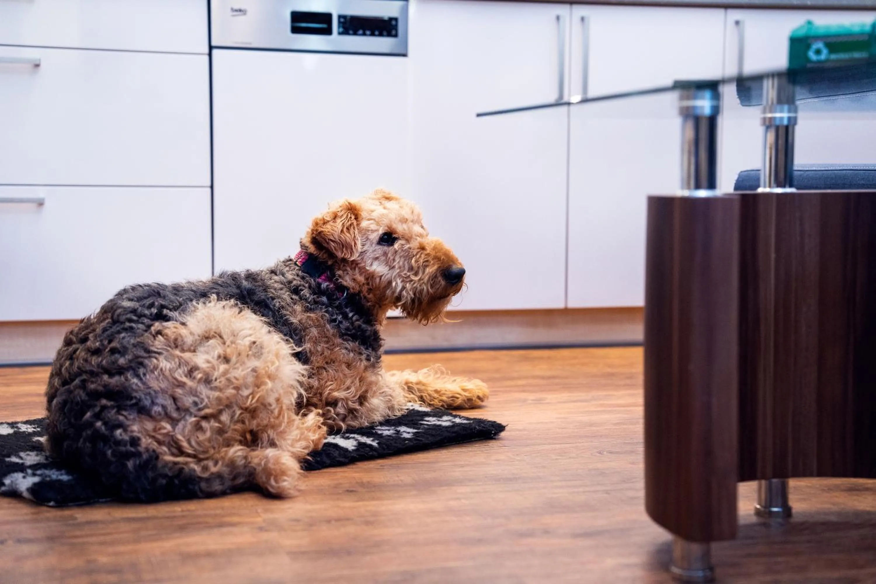 Animals in Anděl Apartments Praha