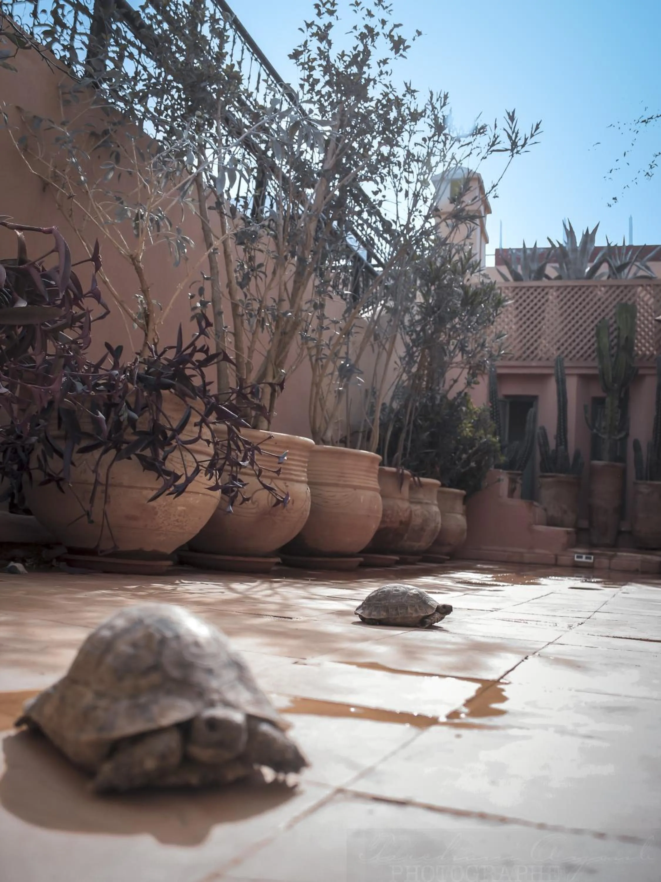 Balcony/Terrace in Riad Dar Habiba by Garden Wonders