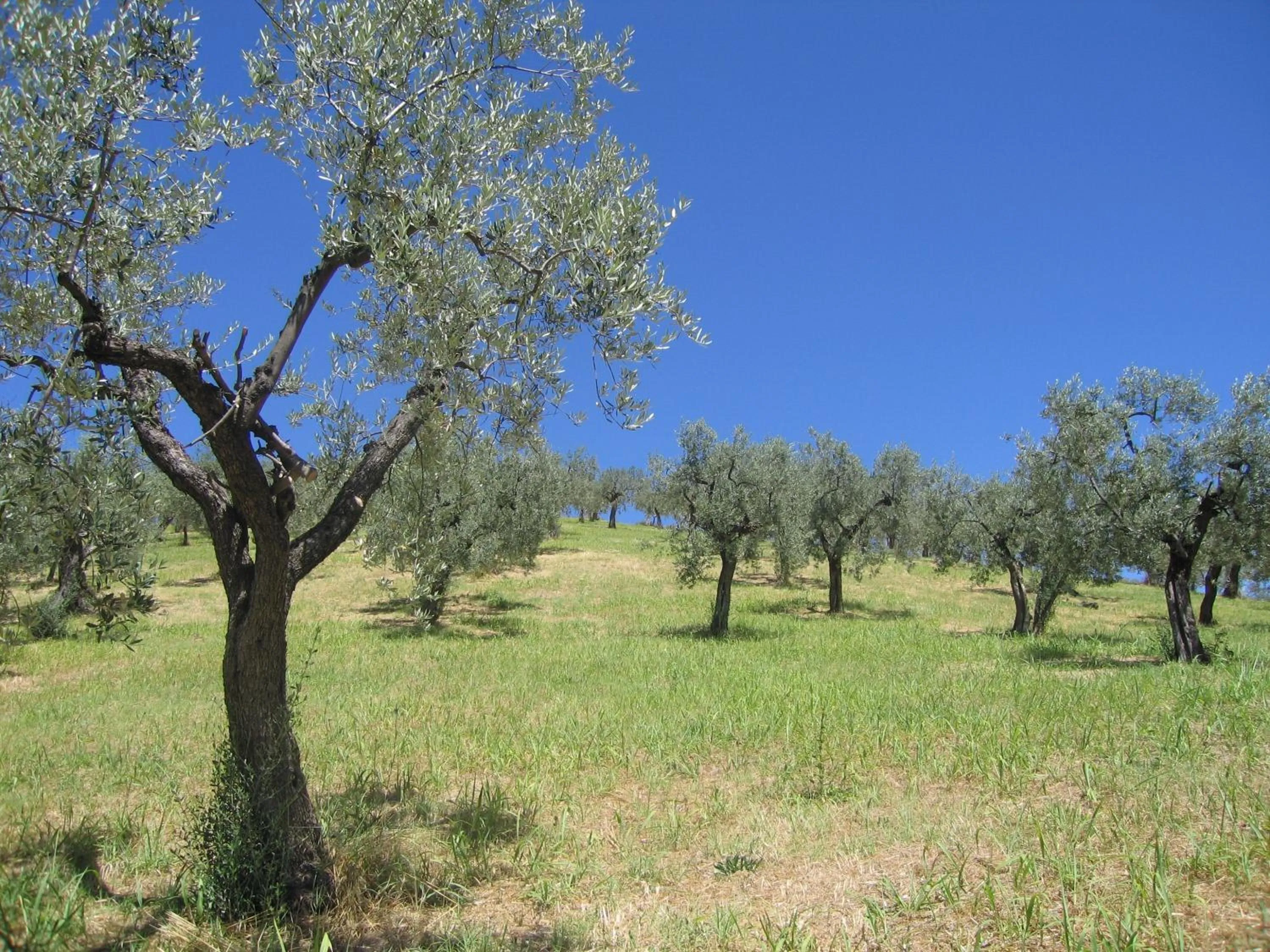 Area and facilities in Il Sorriso Dei Monti