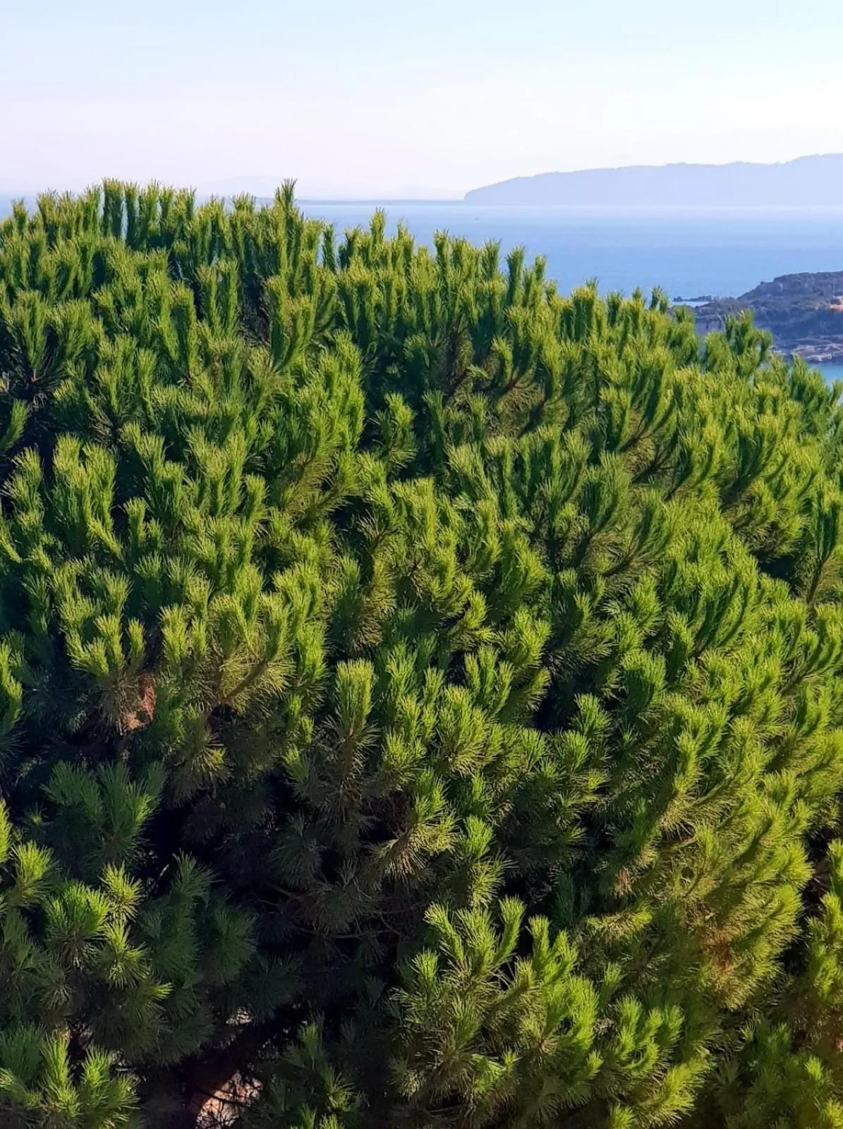 Balcony/Terrace in NORTH WIND HOTELS - Karaburun
