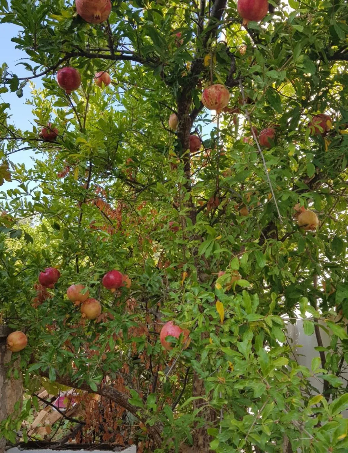 Garden view in NORTH WIND HOTELS - Karaburun