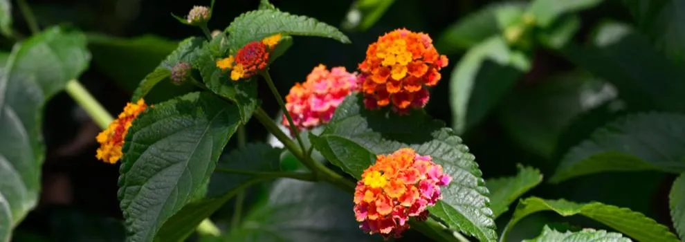 Garden in Abbaechelu