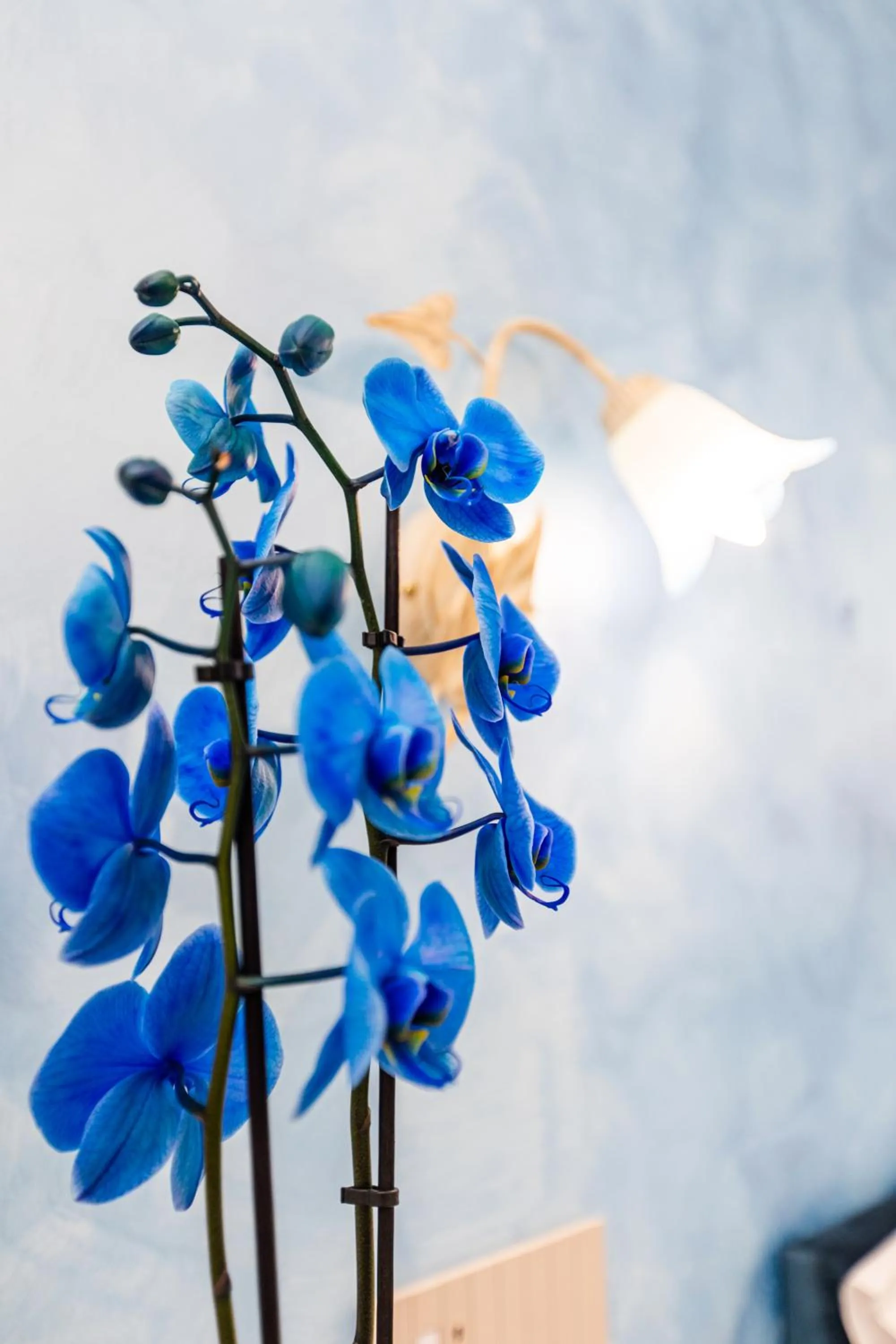 Logo/Certificate/Sign in Panariello Palace