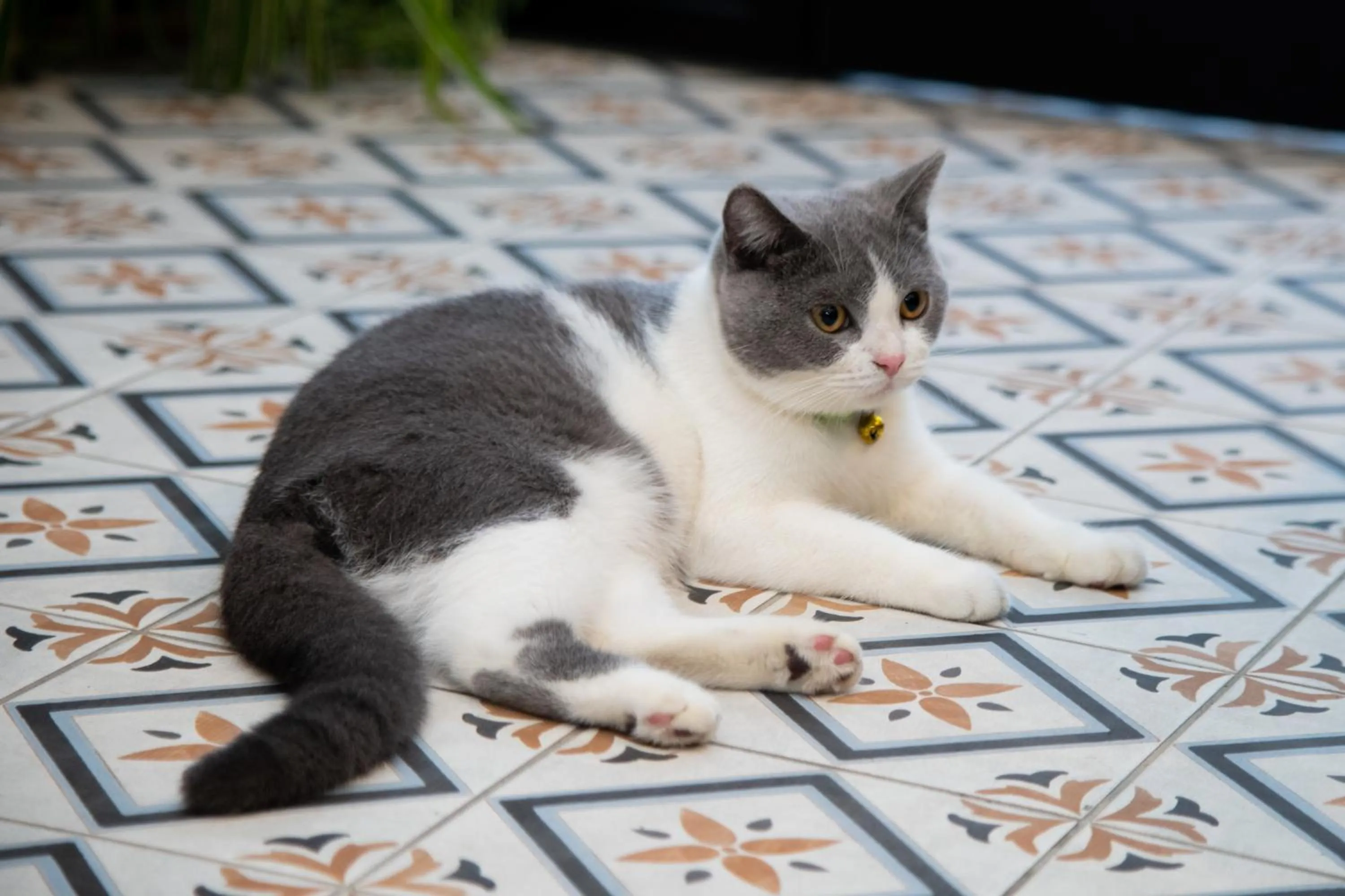 Pets in Lixia Hostel