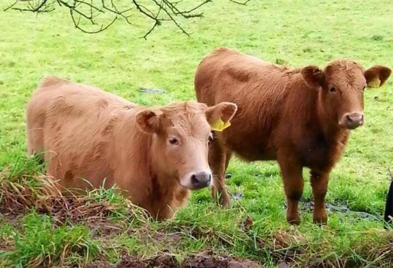 Animals in The Nook - Farm Park Stay with Hot Tub & Dome