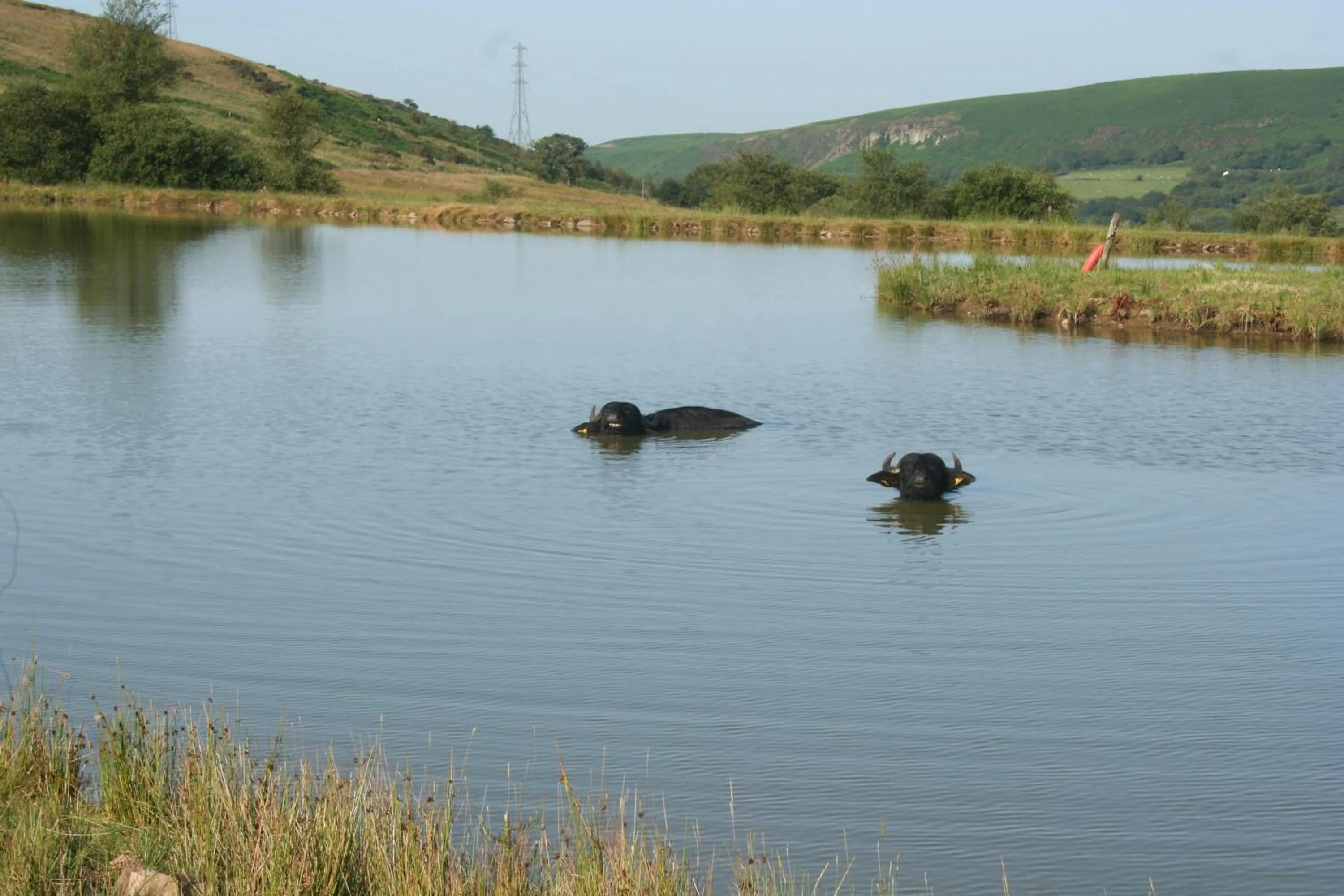 Animals in The Nook - Farm Park Stay with Hot Tub & Dome