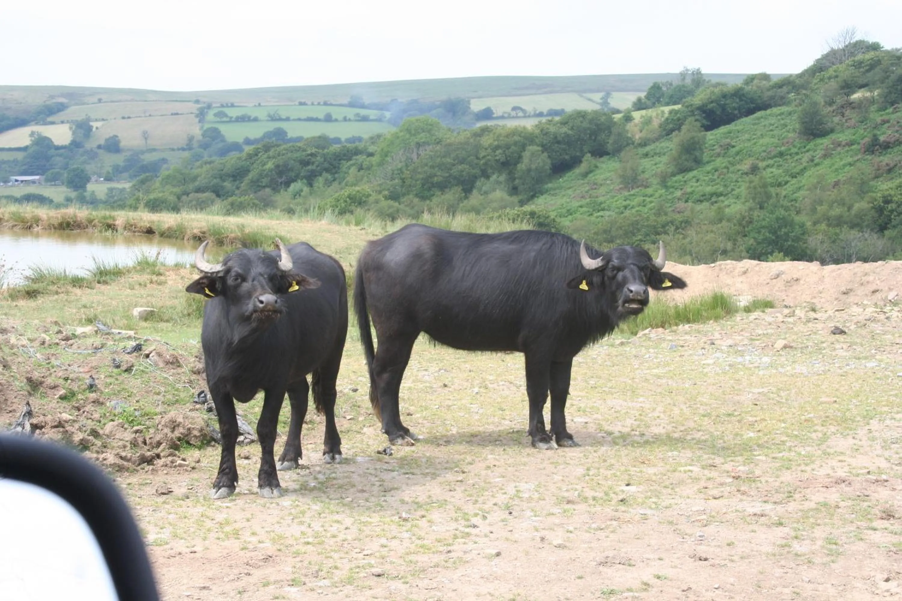 Animals in The Nook - Farm Park Stay with Hot Tub & Dome