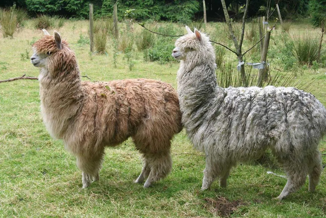 Animals in The Nook - Farm Park Stay with Hot Tub & Dome