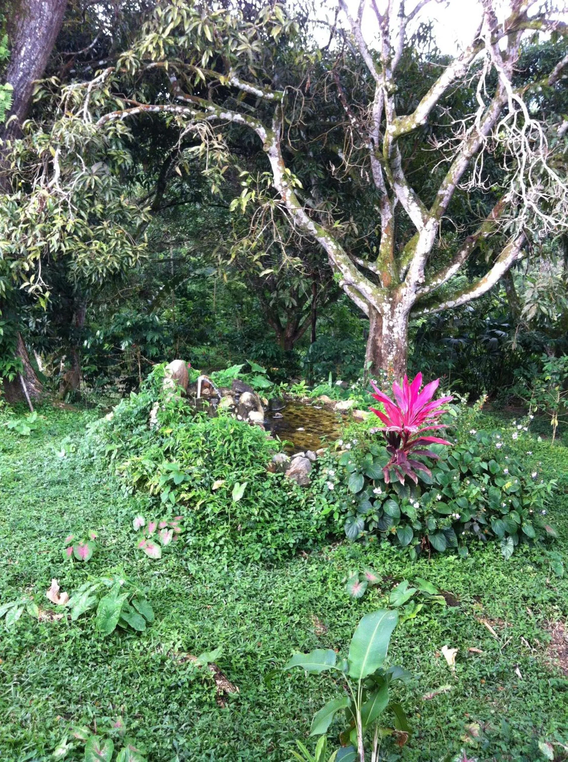 Garden view in Hotel Minca - La Casona