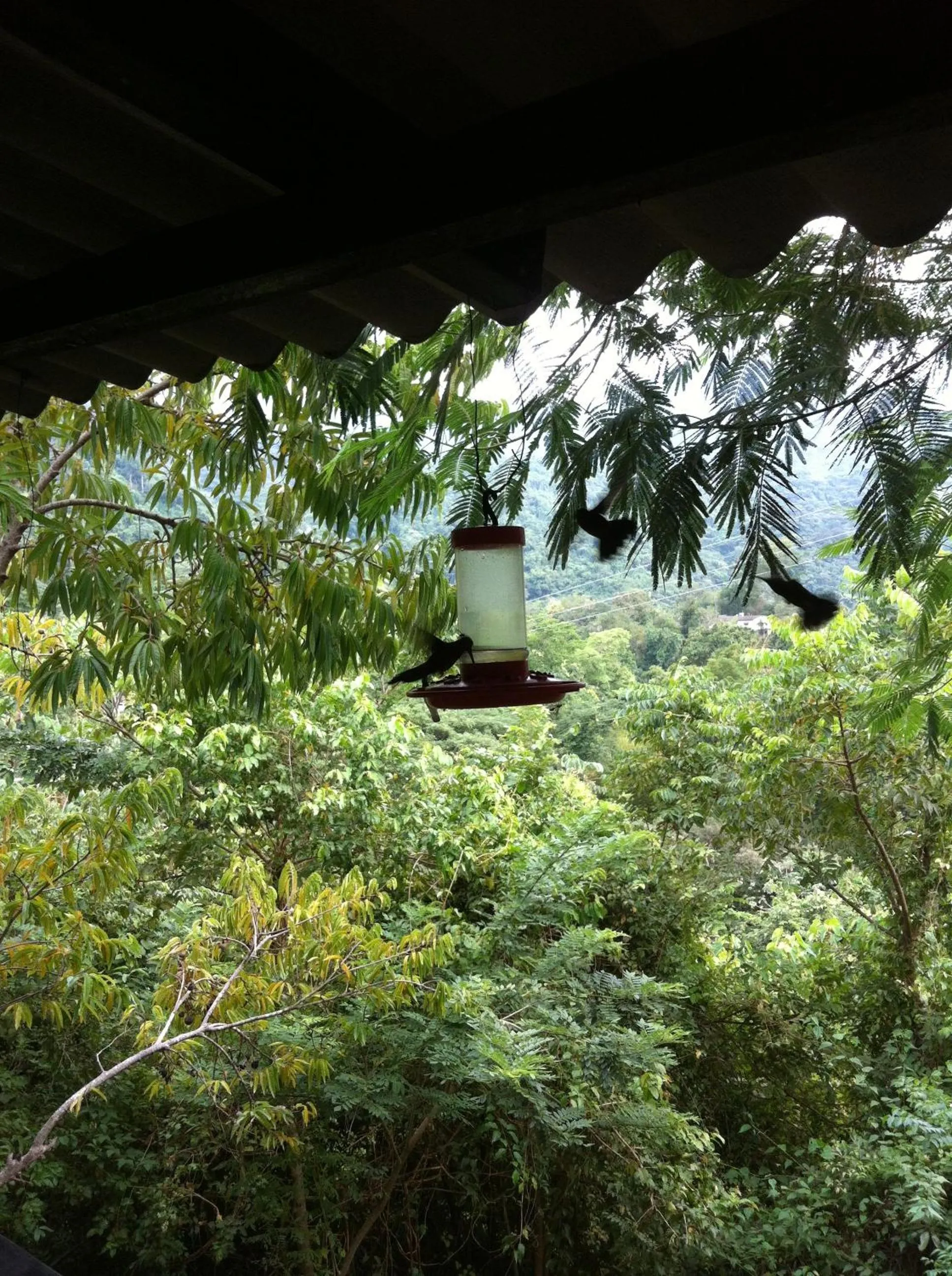 Restaurant/places to eat in Hotel Minca - La Casona