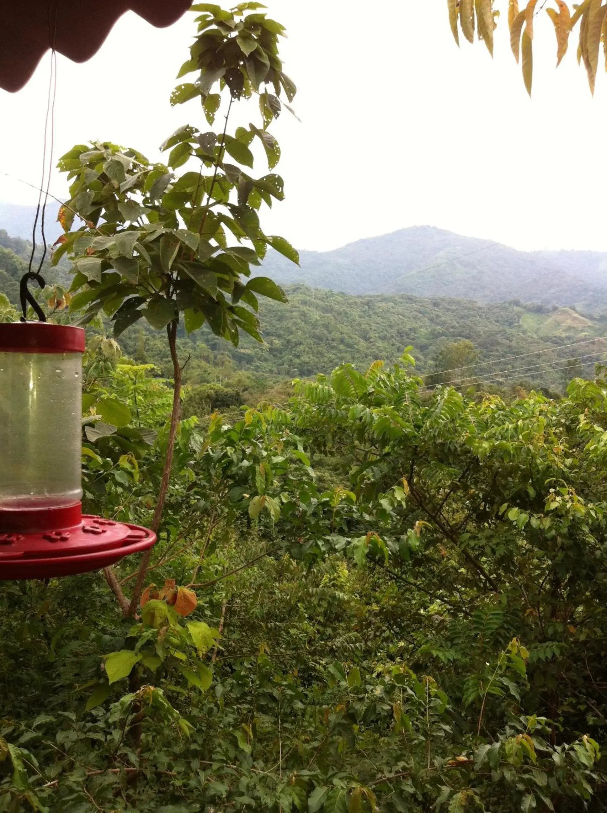 Restaurant/places to eat in Hotel Minca - La Casona Restaurant/places to eat in Hotel Minca - La Casona