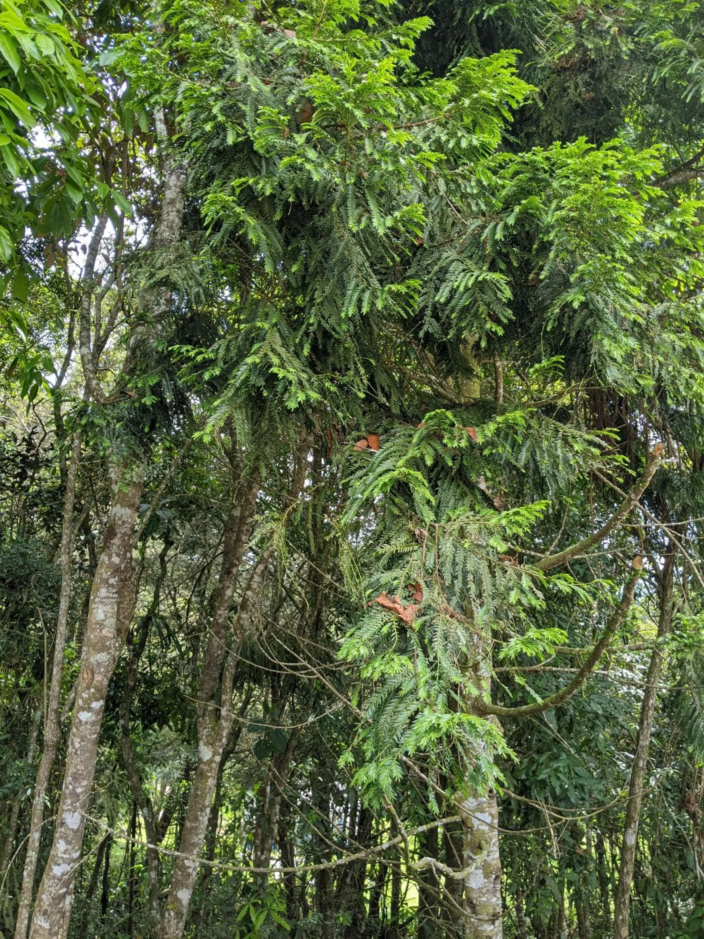 Refugio en el Bosque