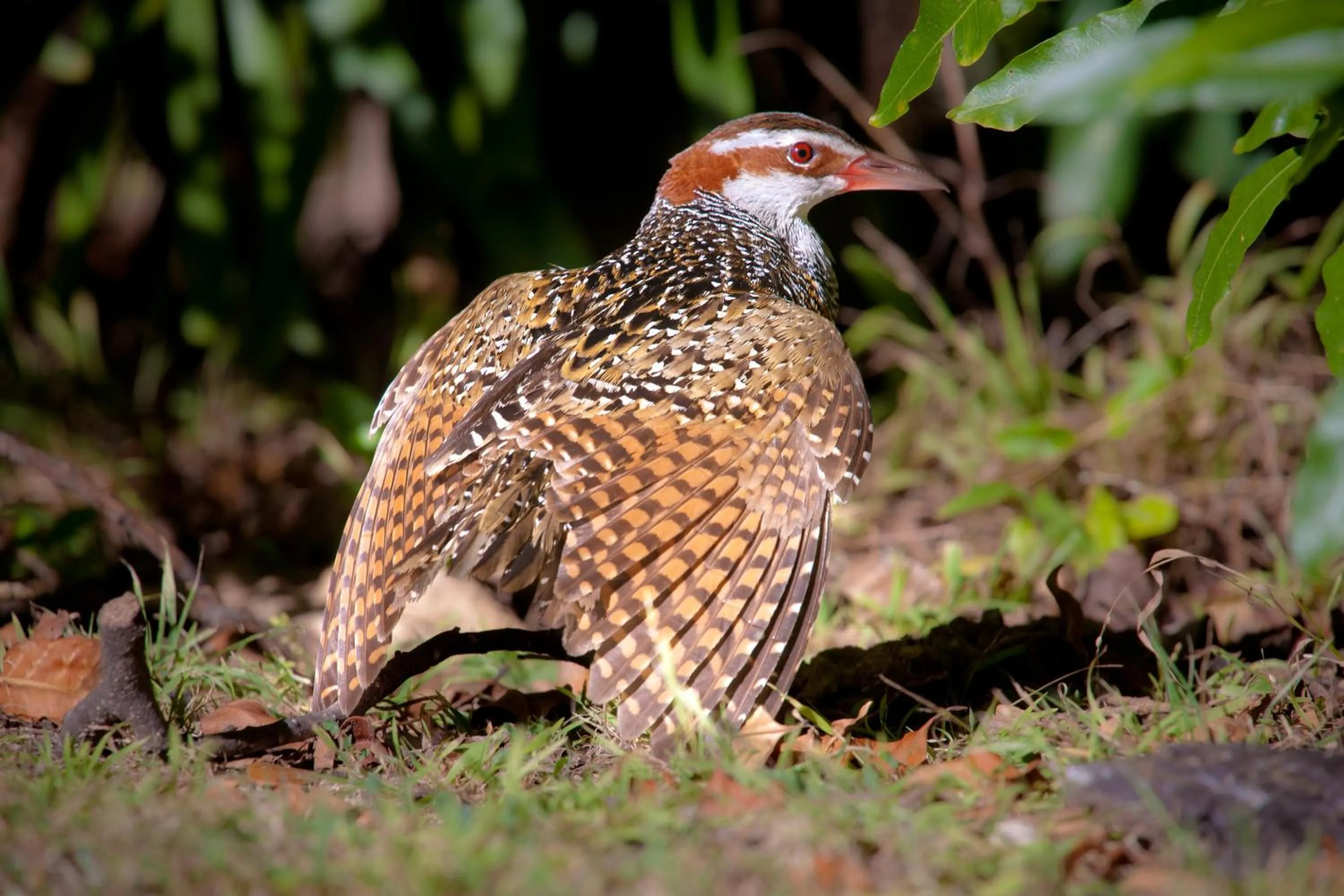 Area and facilities in Beachcomber Lodge