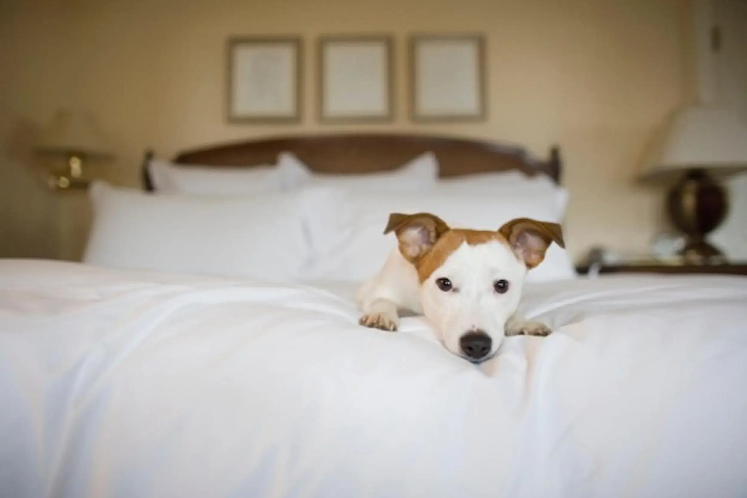 Pets, Bed in iCheck inn Residences Sathorn Pets, Bed in iCheck inn Residences Sathorn