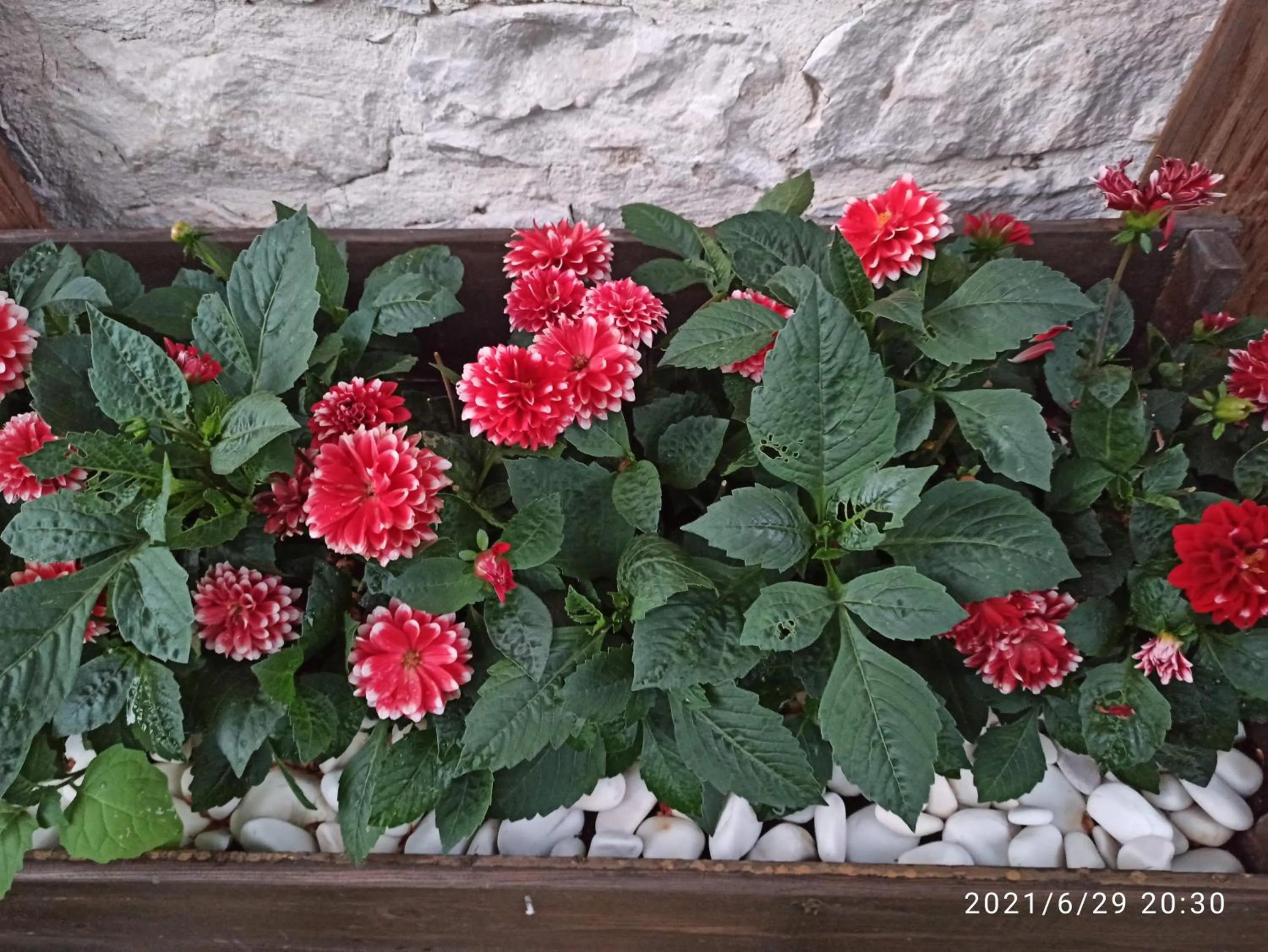 Garden in Konak Bindallı