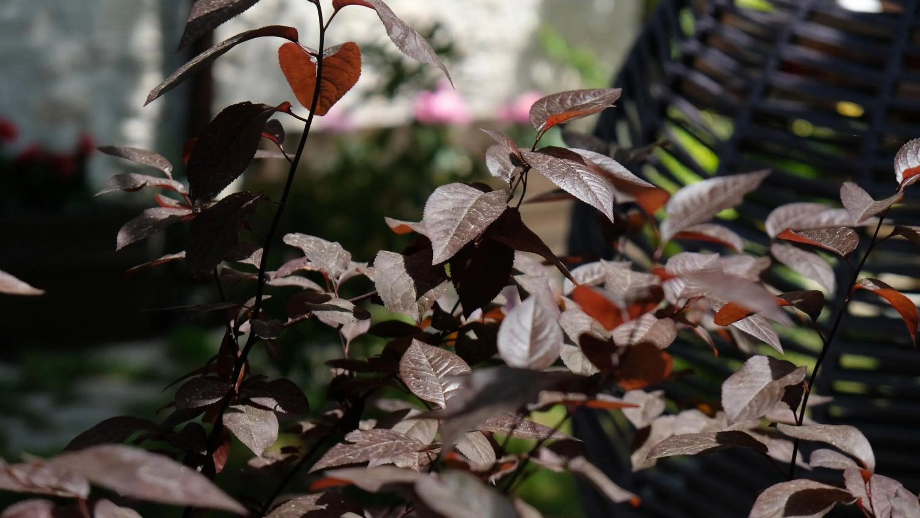 Garden in Konak Bindallı