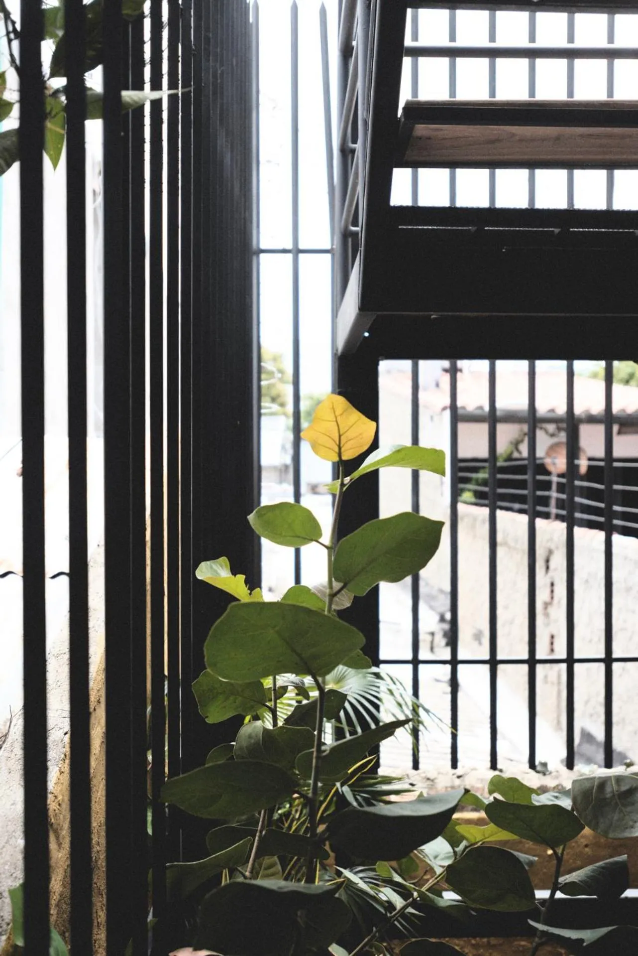 Garden in La Casa del Totumo