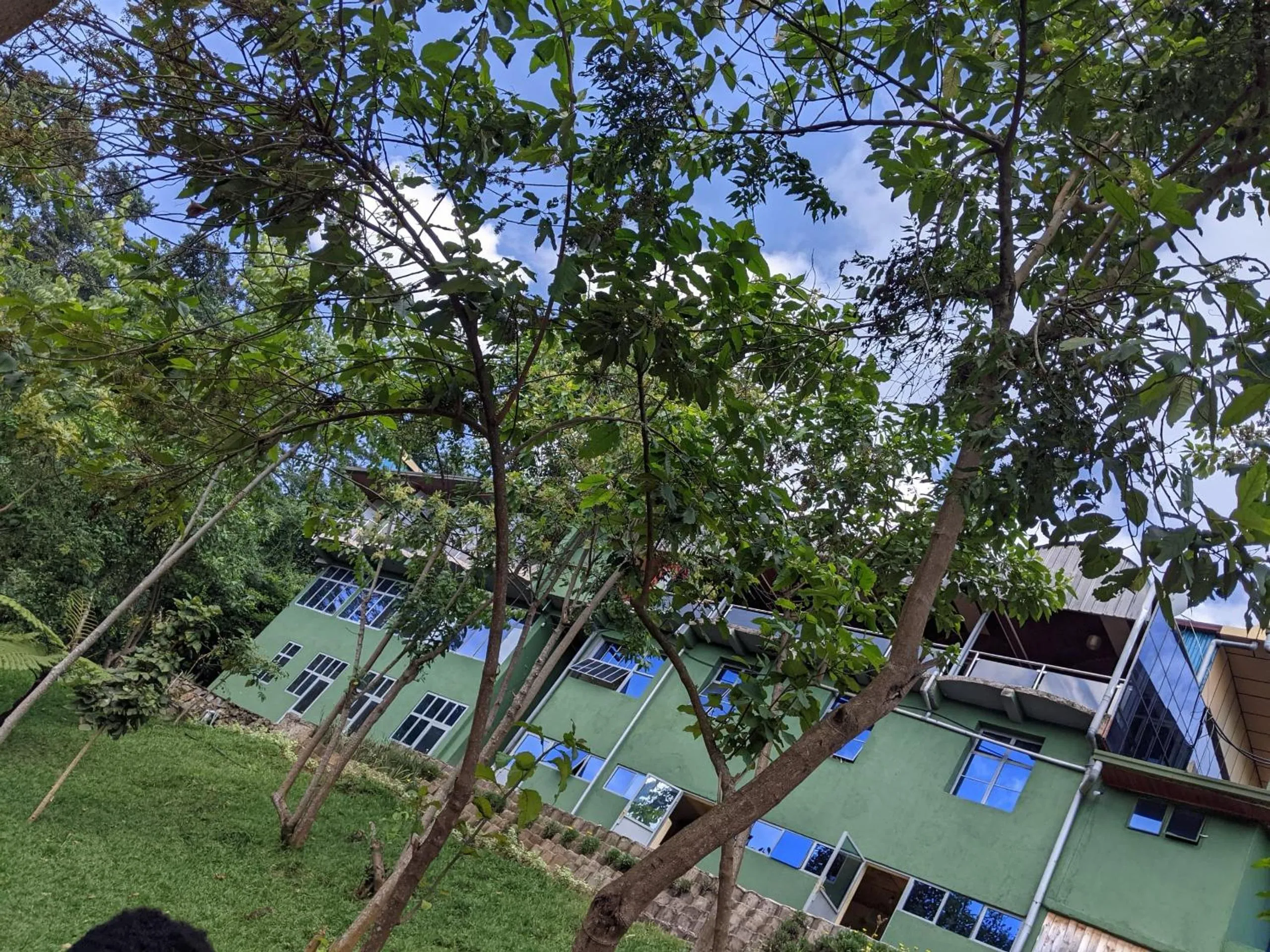 Garden view in Chimpanzee Lodge